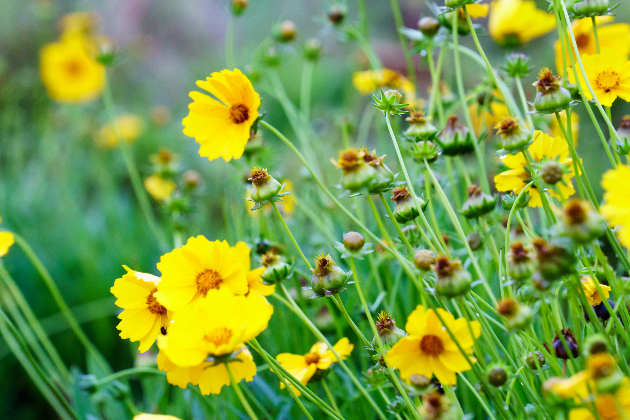 Sony FE 70-300mm F4.5-5.6 G OSS sample photo. Yellow flowers in madagascar photography