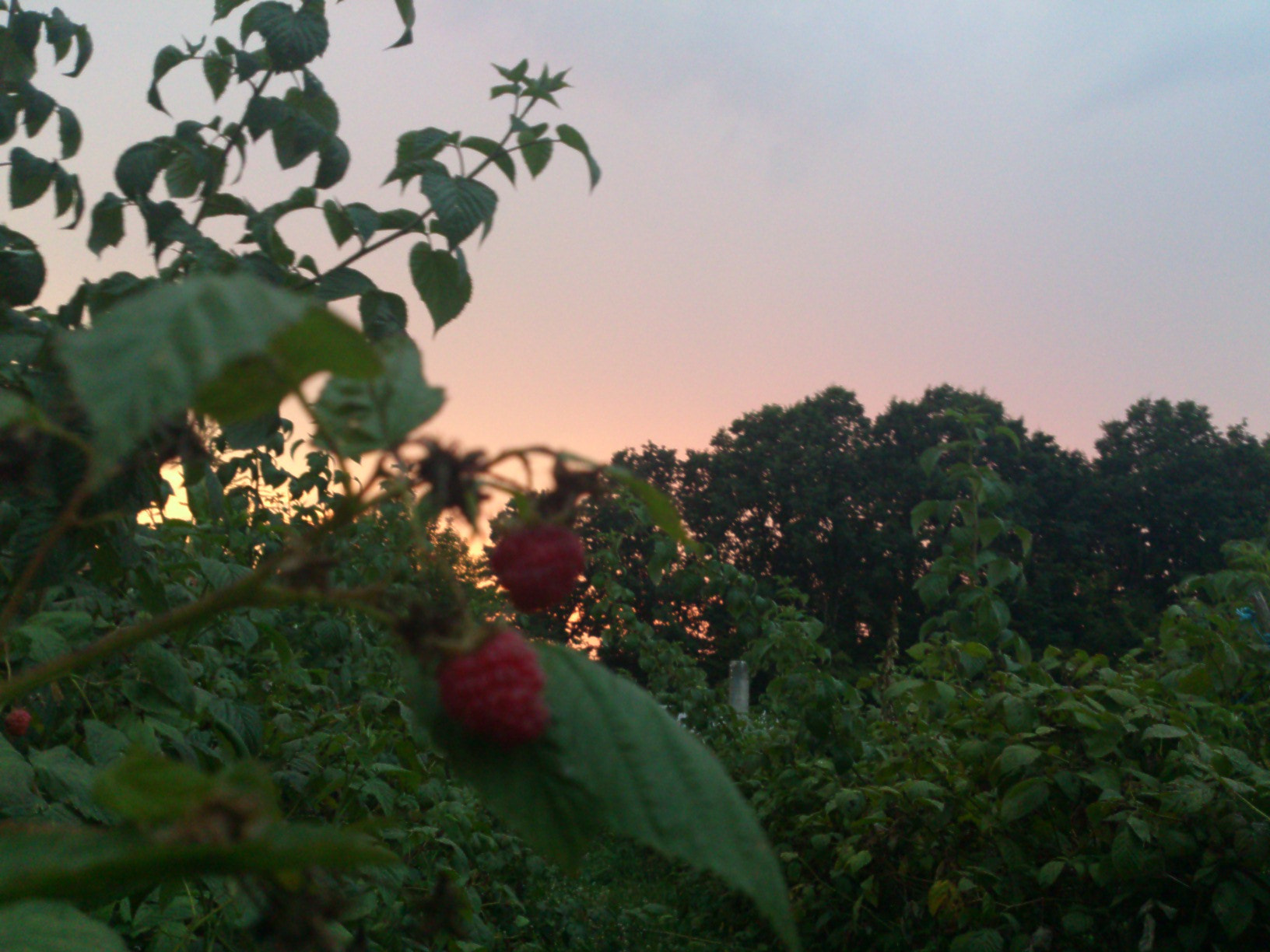 Sony Ericsson Xperia S sample photo. Field raspberry photography