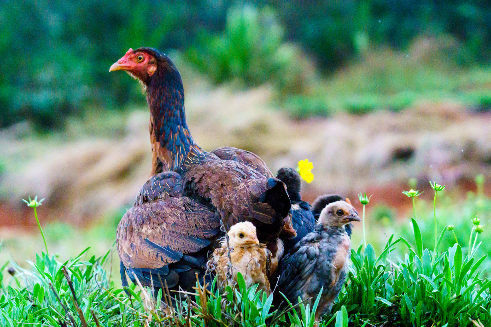 Sony FE 70-300mm F4.5-5.6 G OSS sample photo. Hen and chicks in madagascar photography