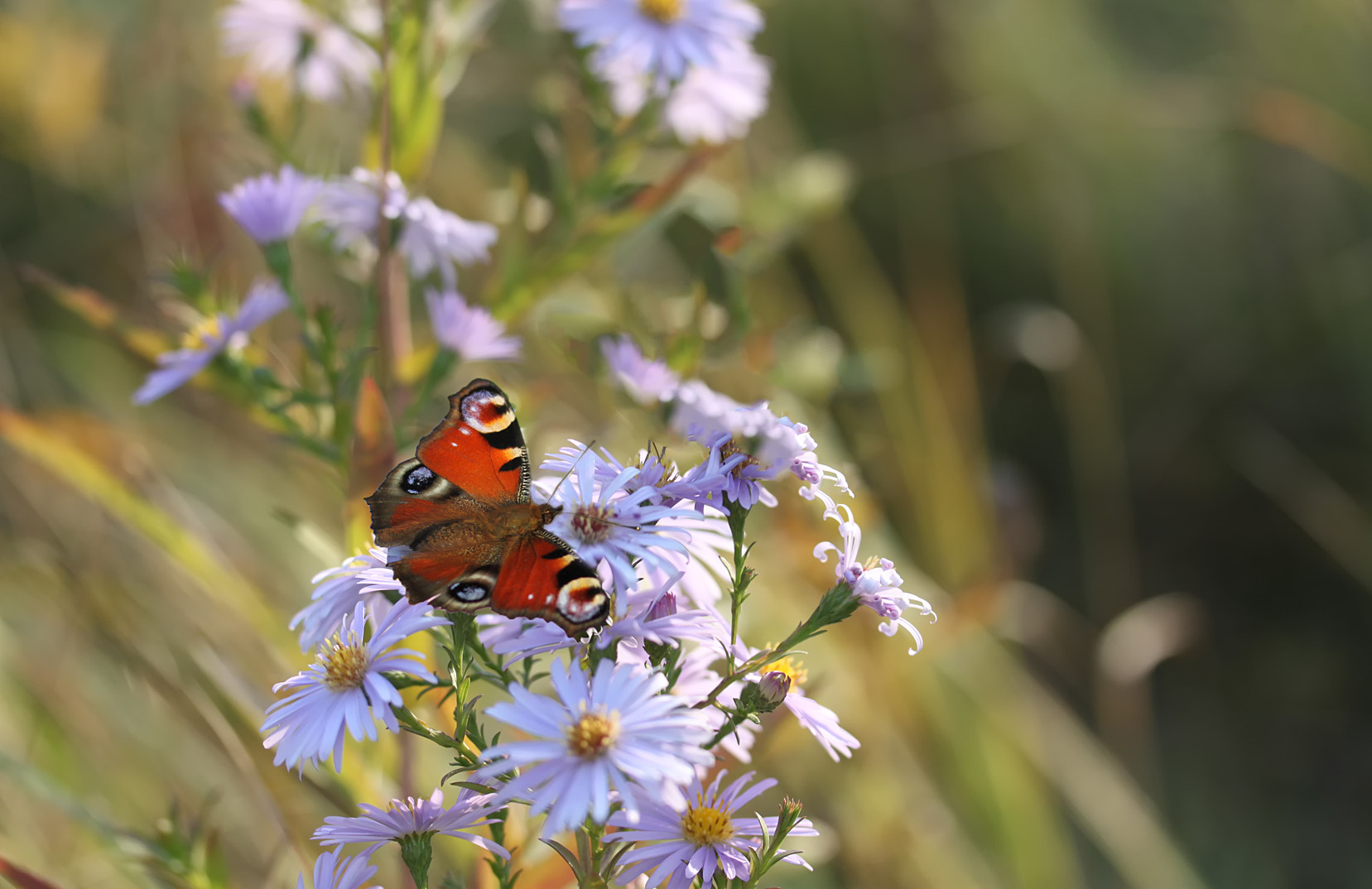 Canon EF-S 60mm F2.8 Macro USM sample photo. *** photography