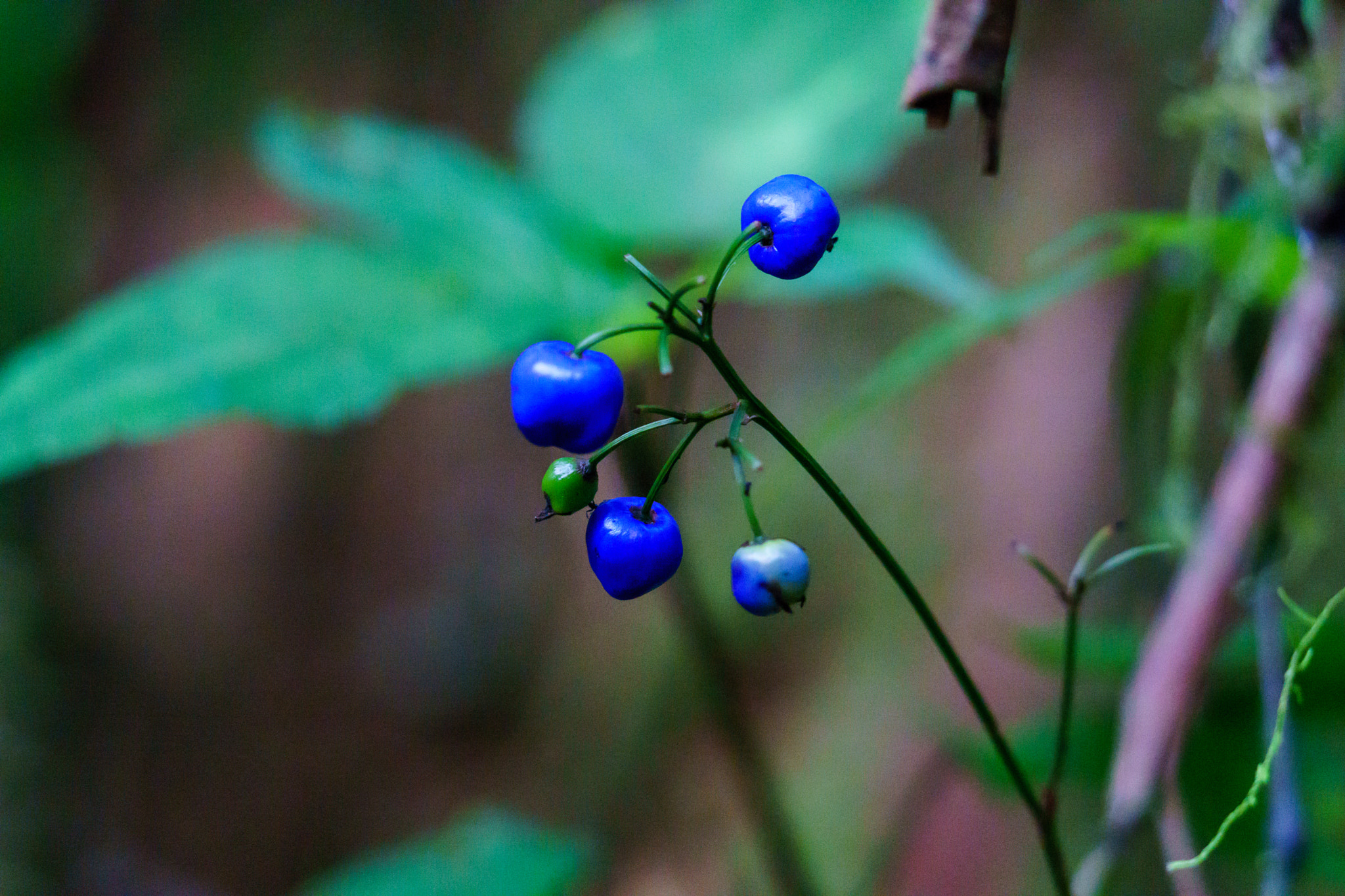 Sony a6300 sample photo. Wild coffee in rainforest of madagascar photography