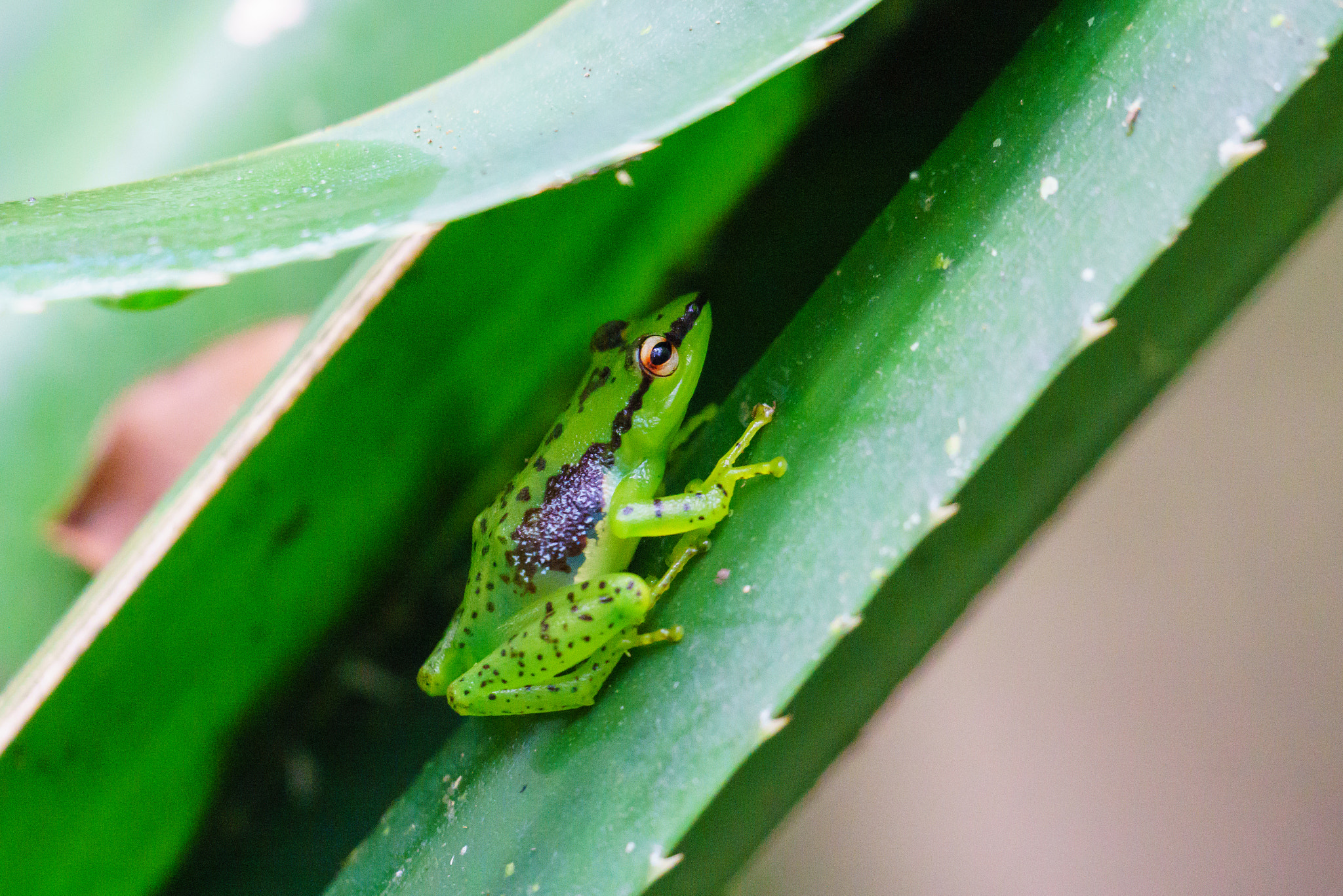Sony FE 70-300mm F4.5-5.6 G OSS sample photo. Green frog in rainforest of madagascar photography