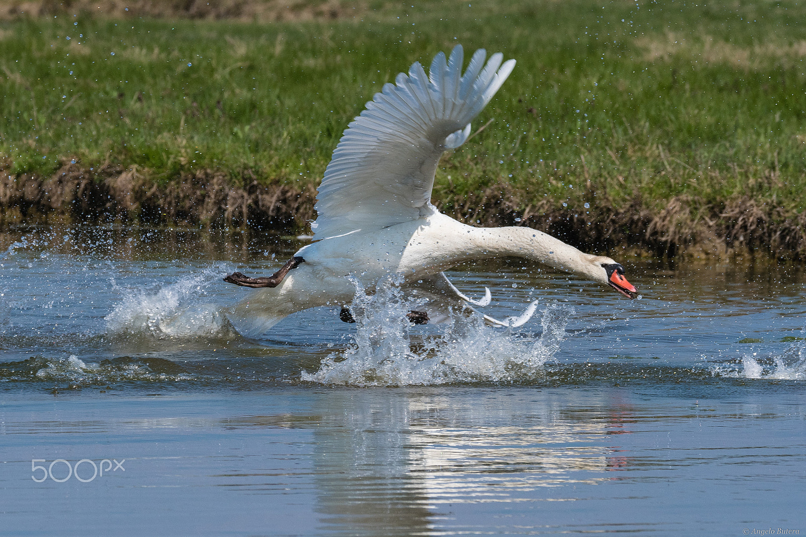 Sigma 150-600mm F5-6.3 DG OS HSM | S sample photo. Cigno territoriale photography