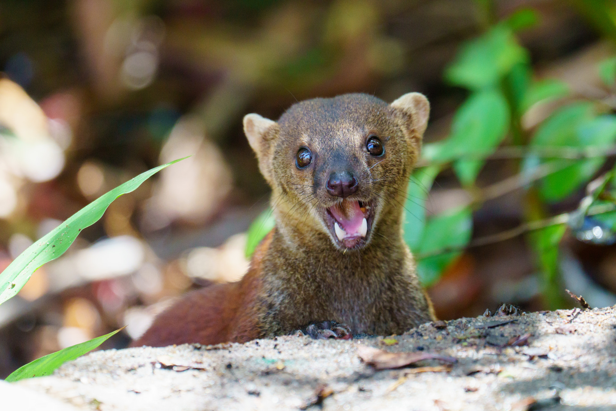 Sony FE 70-300mm F4.5-5.6 G OSS sample photo. Weasel like creature in rainforest of madagascar photography