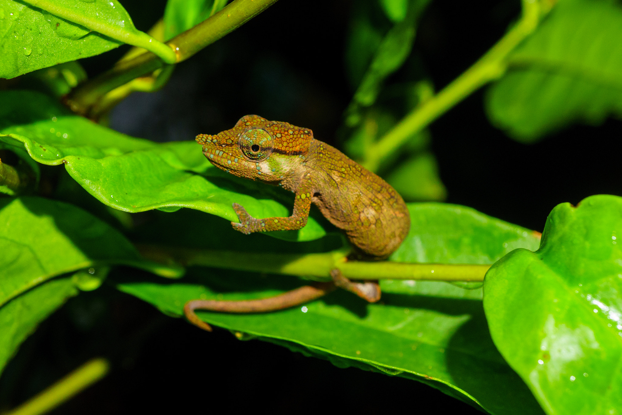 Sony E 30mm F3.5 Macro sample photo. Cute chameleon in rainforest of madagascar photography