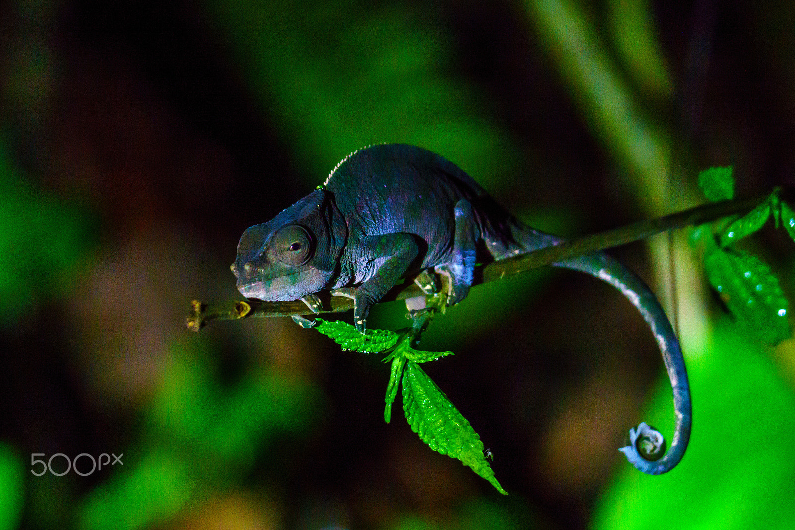 Sony FE 70-300mm F4.5-5.6 G OSS sample photo. Chameleon in middle of night in rainforest of madagascar photography