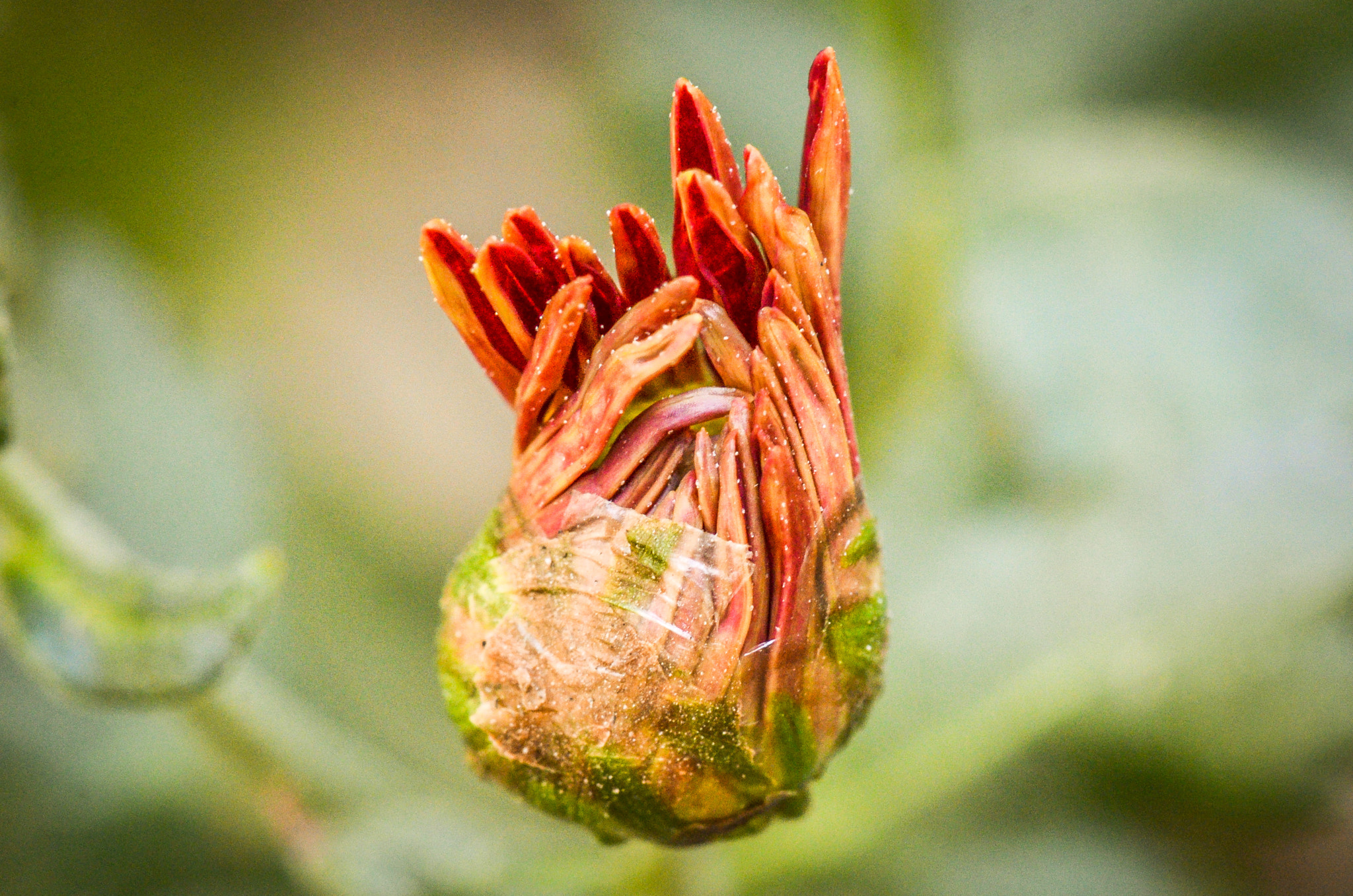 Nikon AF-S Micro-Nikkor 105mm F2.8G IF-ED VR sample photo. The bud photography