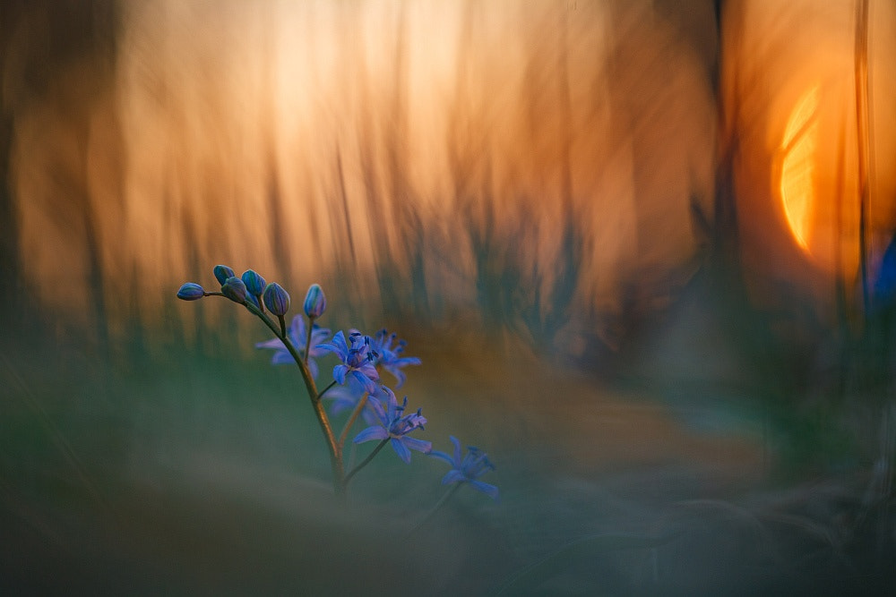 Canon EOS 5D + Sigma APO Macro 150mm f/2.8 EX DG HSM sample photo. Dawn in the forest photography