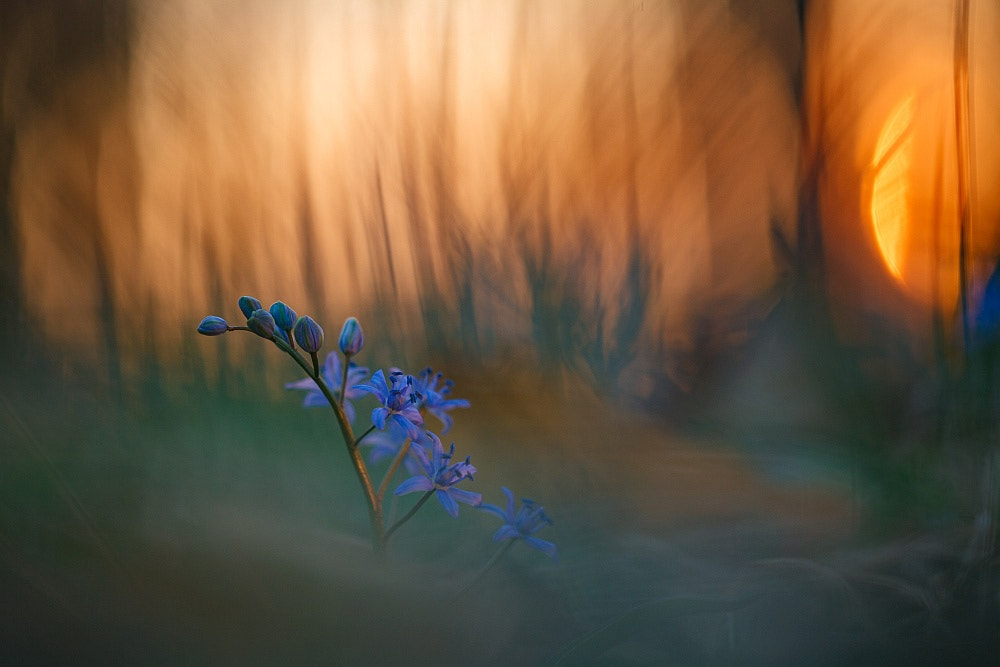 Sigma APO Macro 150mm f/2.8 EX DG HSM sample photo. Dawn in the forest photography