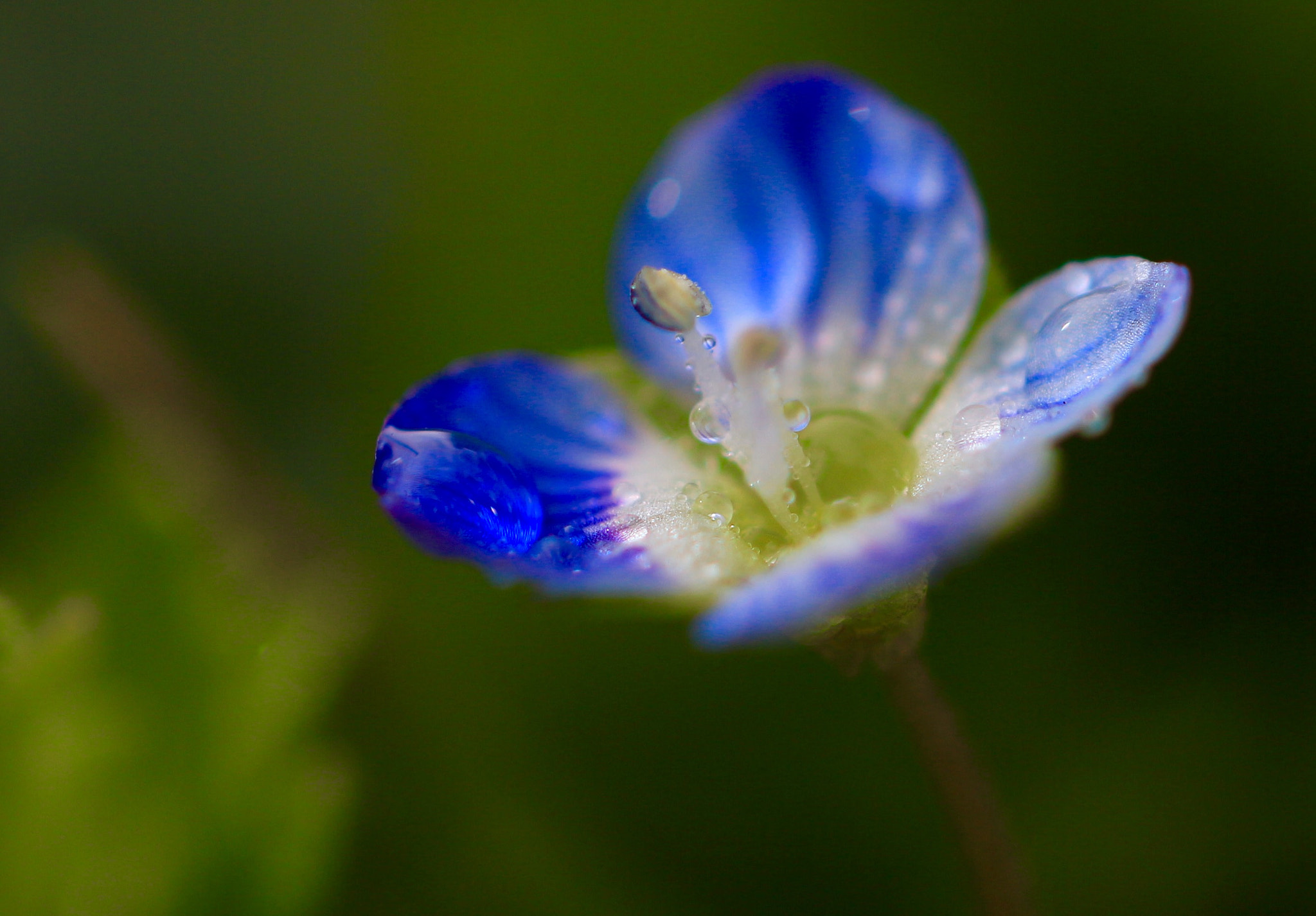 Canon EF 100mm F2.8L Macro IS USM sample photo. Veronica chamaedrys photography