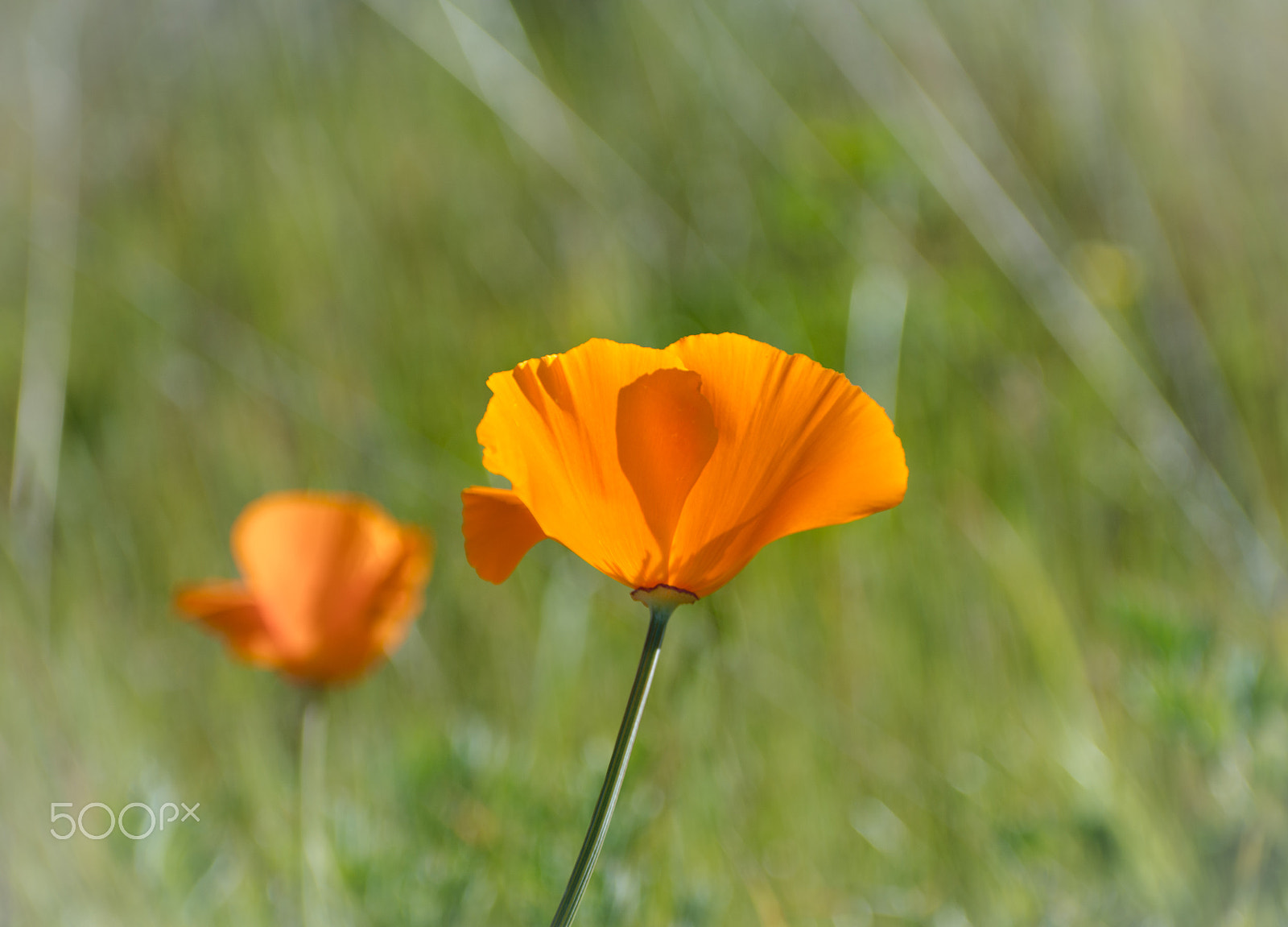 Nikon D7100 sample photo. California poppy photography