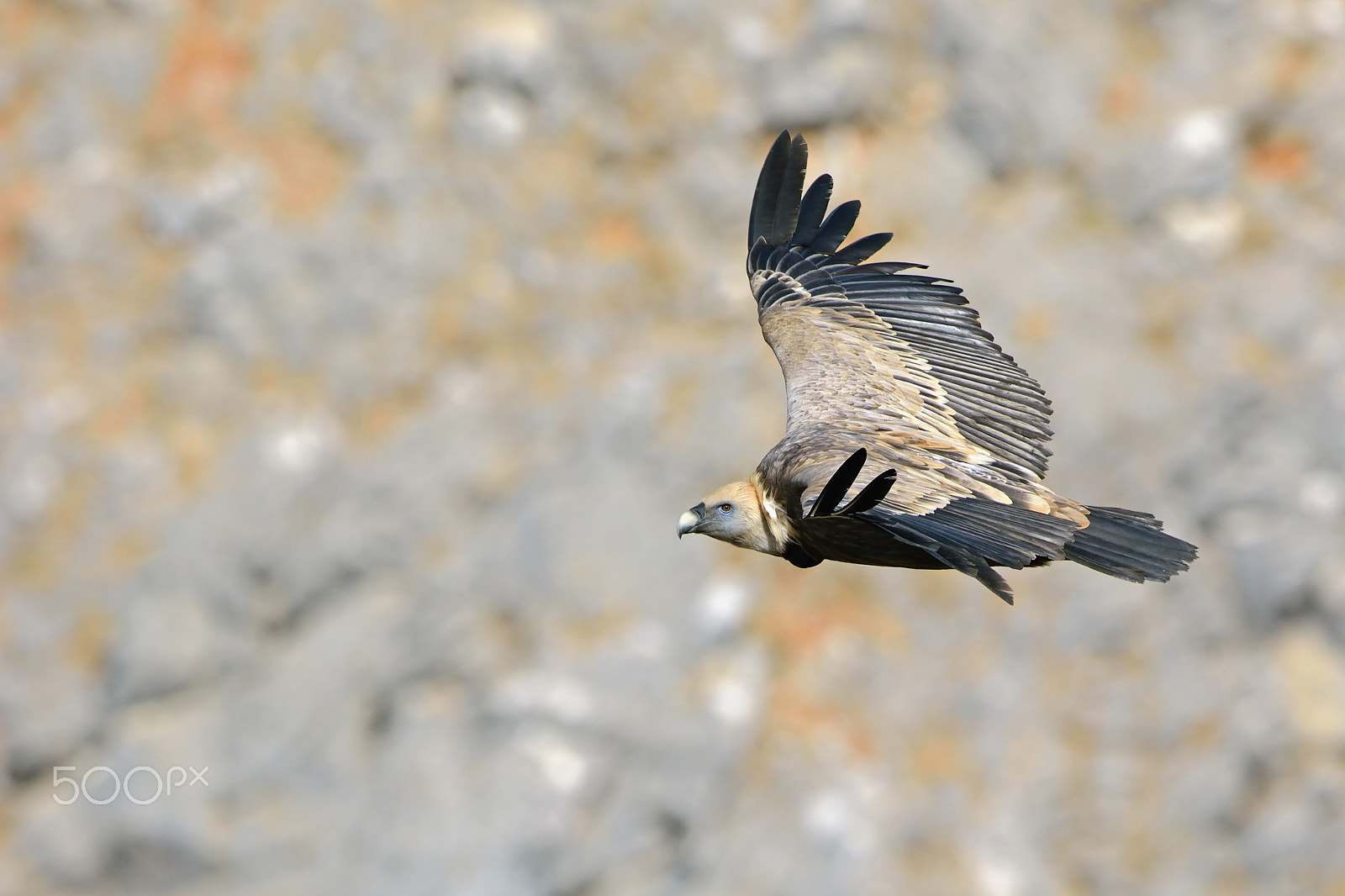 Nikon D7100 + Nikon AF-S Nikkor 500mm F4G ED VR sample photo. Griffon vulture photography