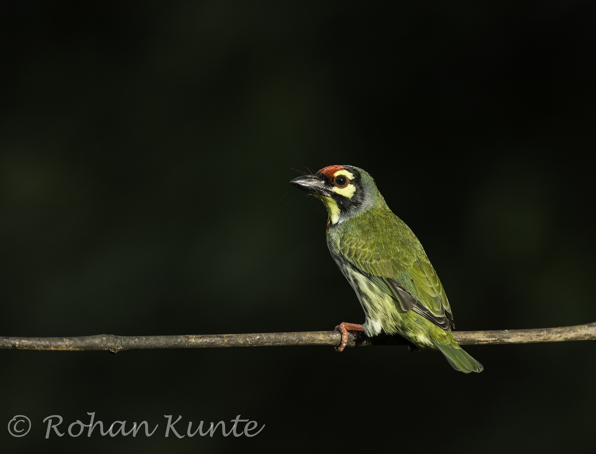 Nikon D7100 + Nikon AF-S Nikkor 300mm F4D ED-IF sample photo. Coppersmith barbet photography