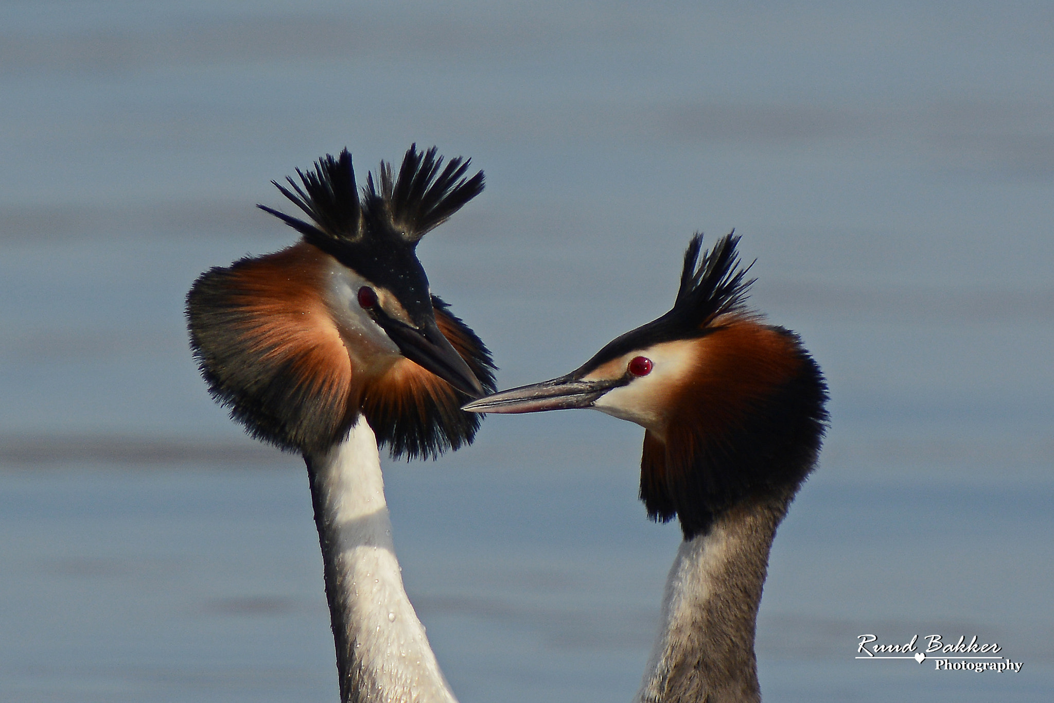 Nikon AF-S Nikkor 70-200mm F2.8G ED VR II sample photo. Grebe love grebe photography