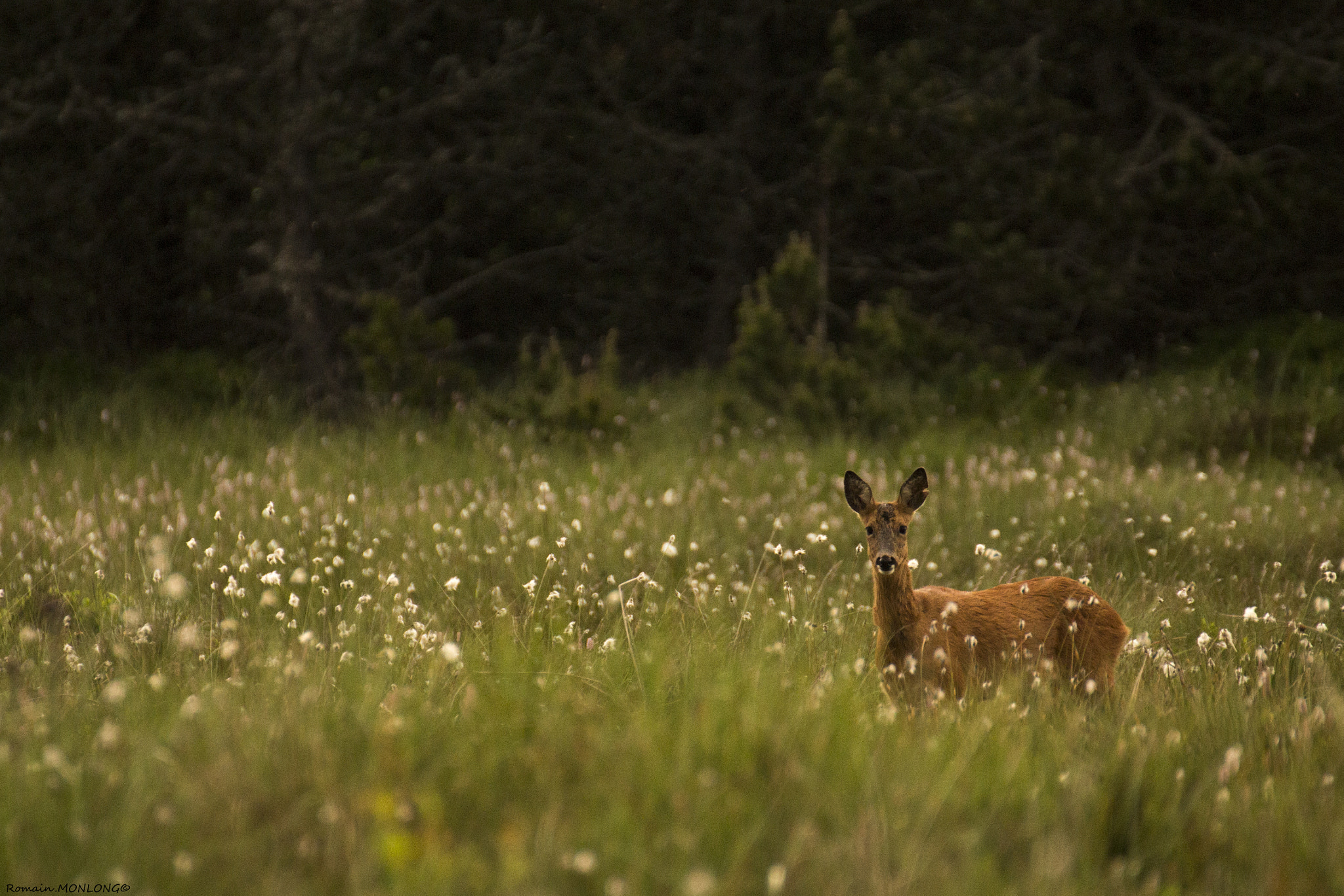 Canon EOS 700D (EOS Rebel T5i / EOS Kiss X7i) sample photo. Coton photography