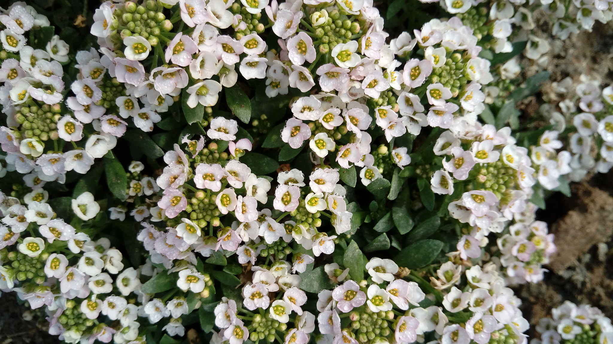 LG X POWER sample photo