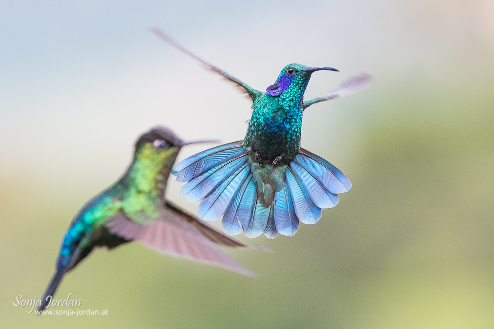 Nikon D500 sample photo. Hummingbirds photography