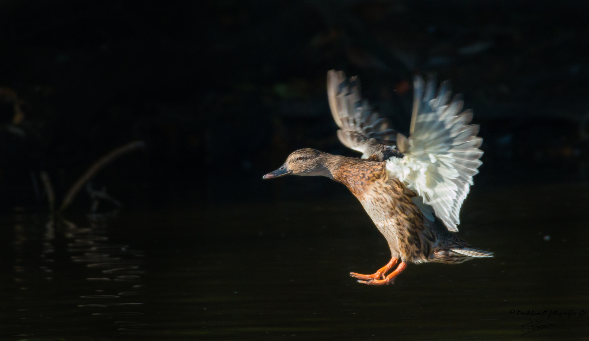 150-600mm F5-6.3 DG OS HSM | Contemporary 015 sample photo. Wild duck. photography