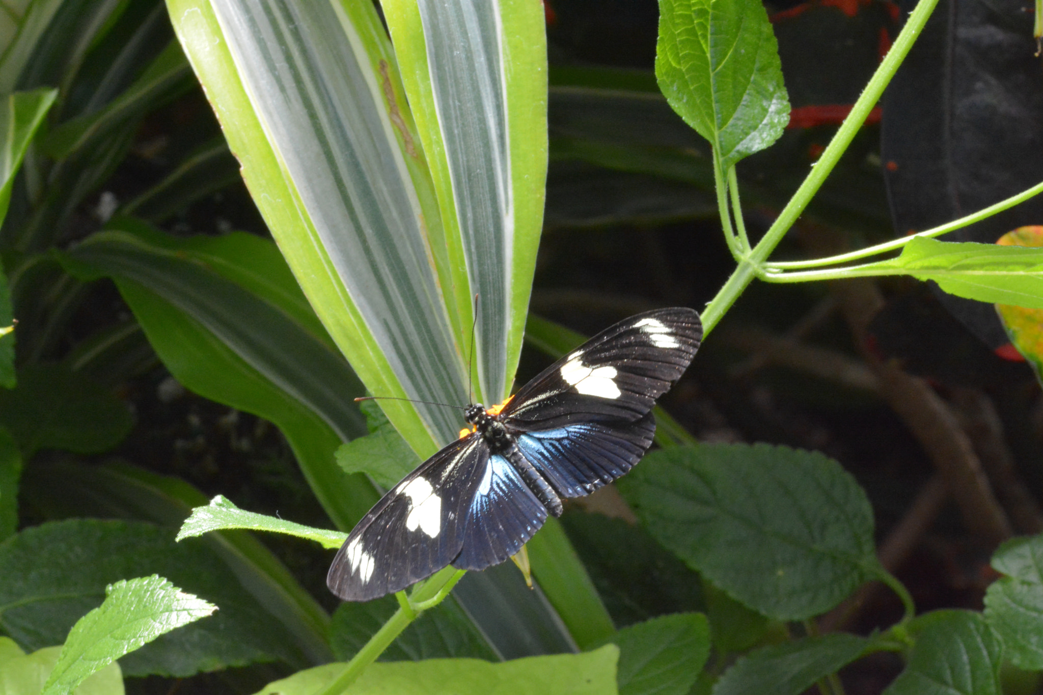 Sigma 105mm F2.8 EX DG OS HSM sample photo. Franklin park conservatory and botanical gardens photography