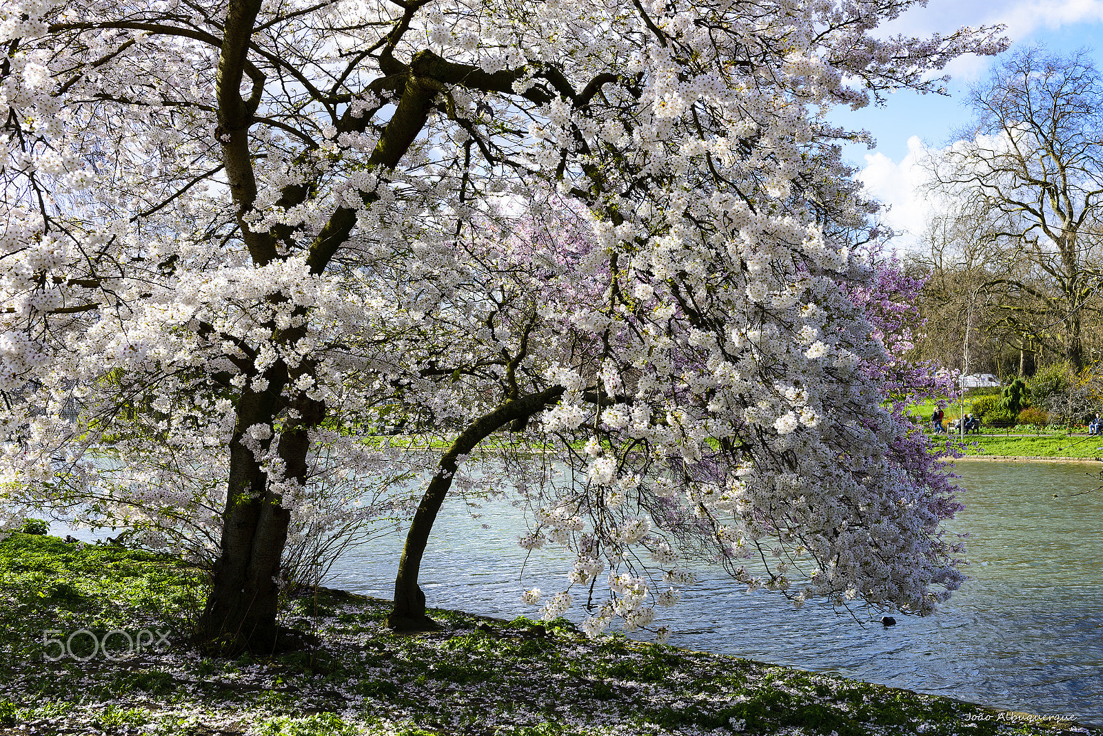 Nikon AF-S Nikkor 24-70mm F2.8G ED sample photo. Spring blossoms photography