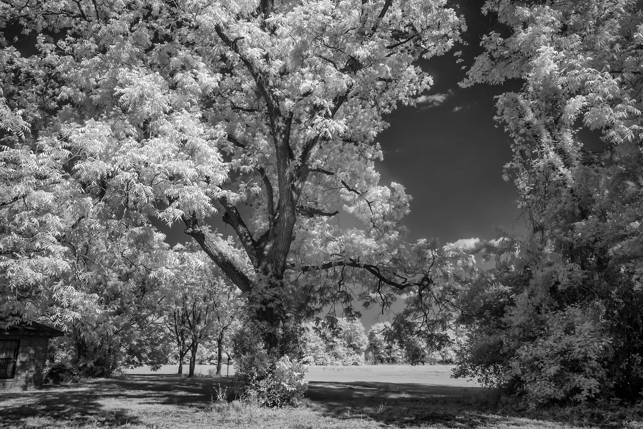 Fujifilm X-E1 sample photo. Ir tree backyard photography