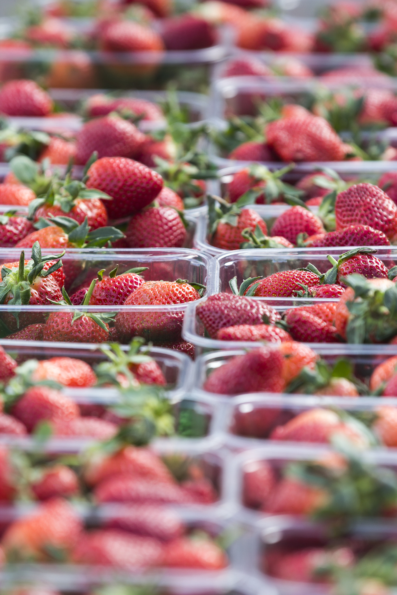 Canon EF 70-200mm F2.8L IS II USM sample photo. Strawberry photography