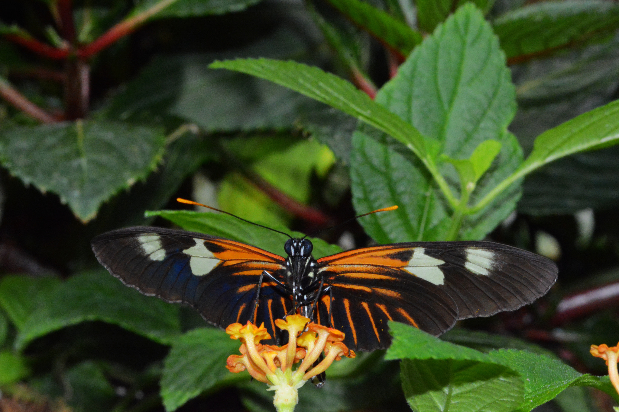 Sigma 105mm F2.8 EX DG OS HSM sample photo. Franklin park conservatory and botanical gardens photography