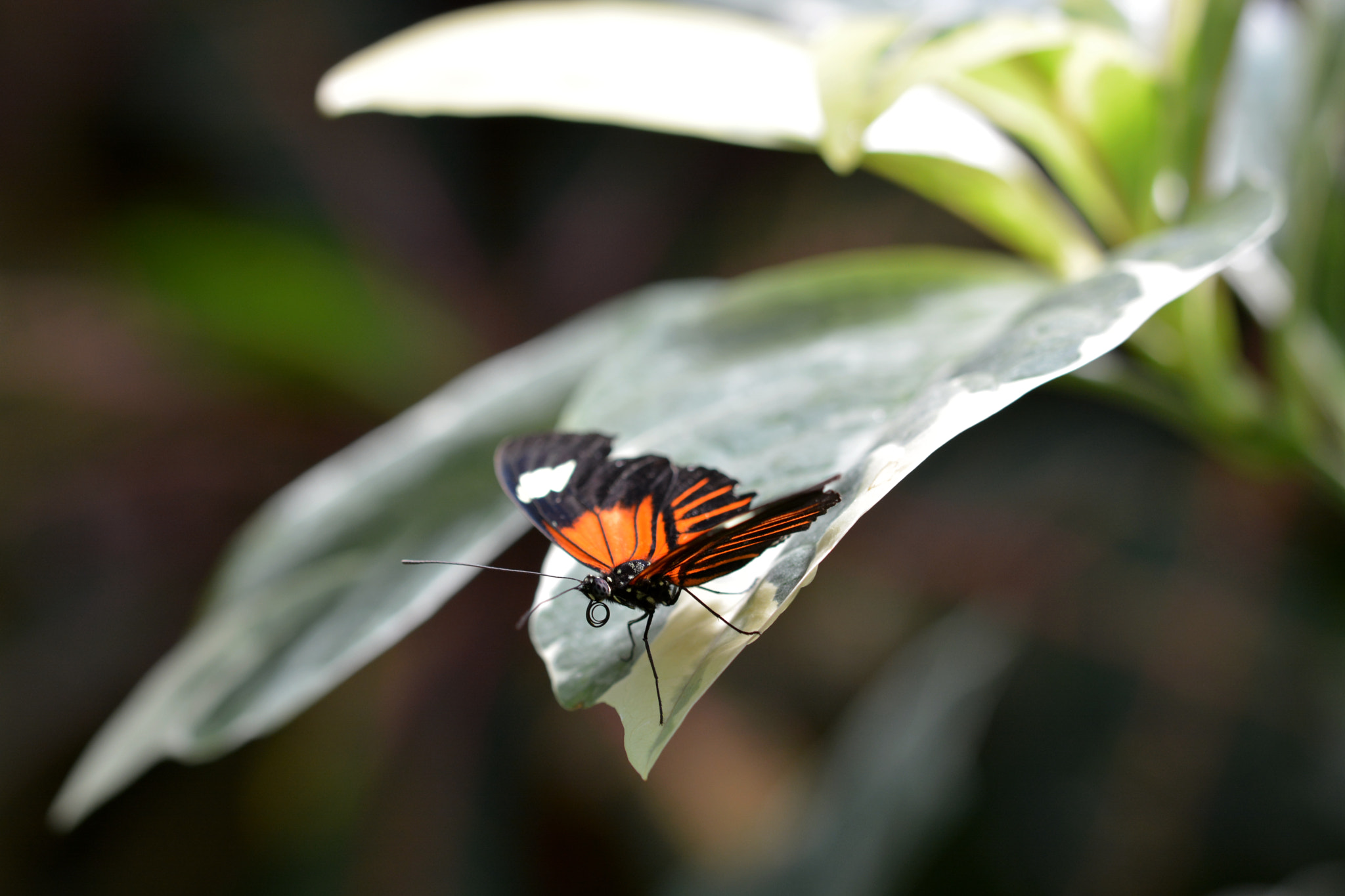 Sigma 105mm F2.8 EX DG OS HSM sample photo. Franklin park conservatory and botanical gardens photography