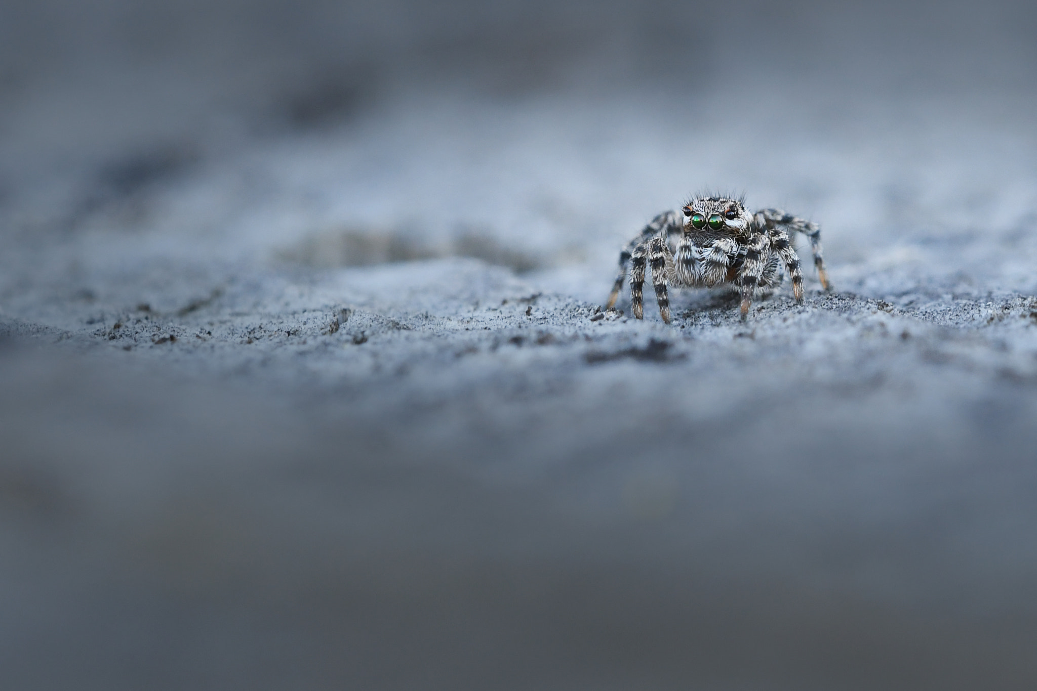 FSA-L2, EDG 65, 800mm F13 G sample photo. Salticus spider photography