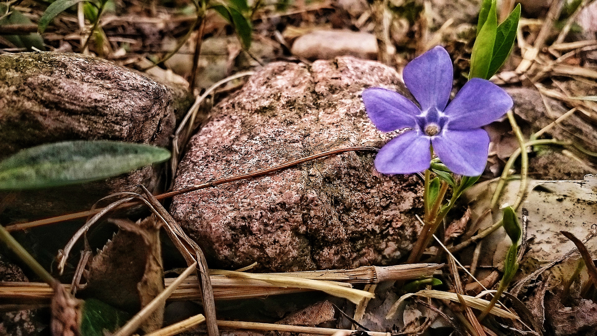 Sony Xperia Z1 Compact sample photo. Spring awakening photography