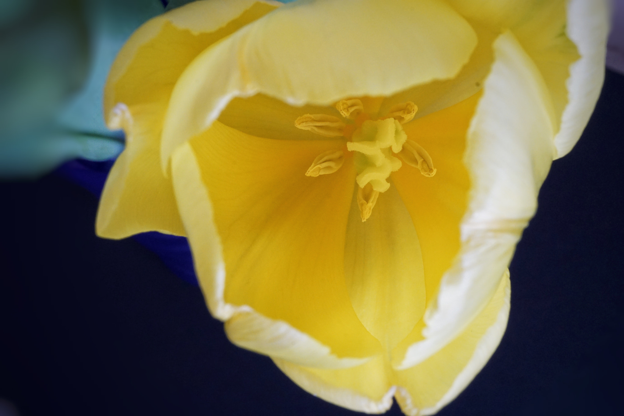 Sony E 30mm F3.5 sample photo. Tulip macro photography