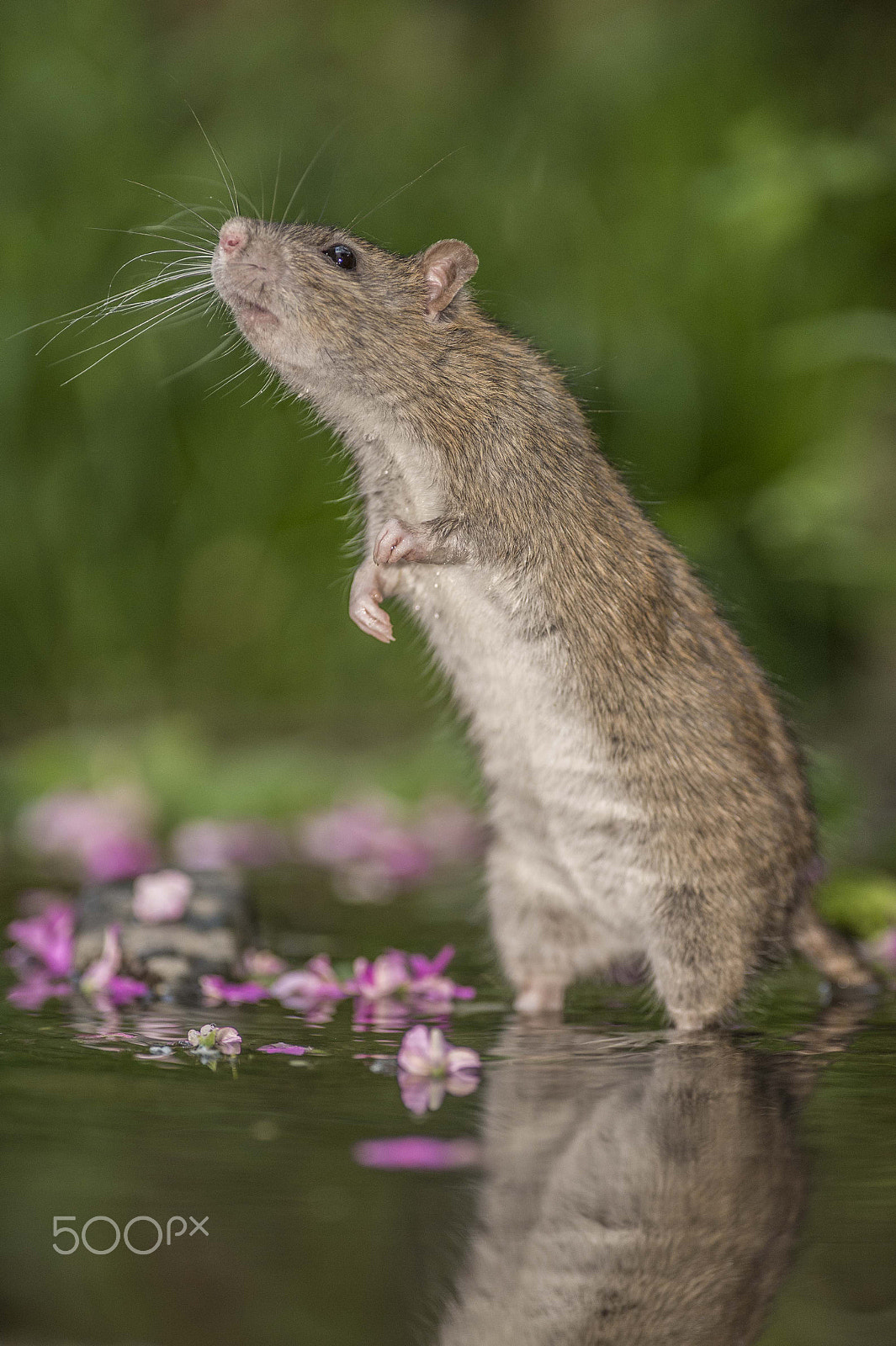 Nikon AF-S Nikkor 300mm F2.8G ED VR II sample photo. Romantic mouse photography
