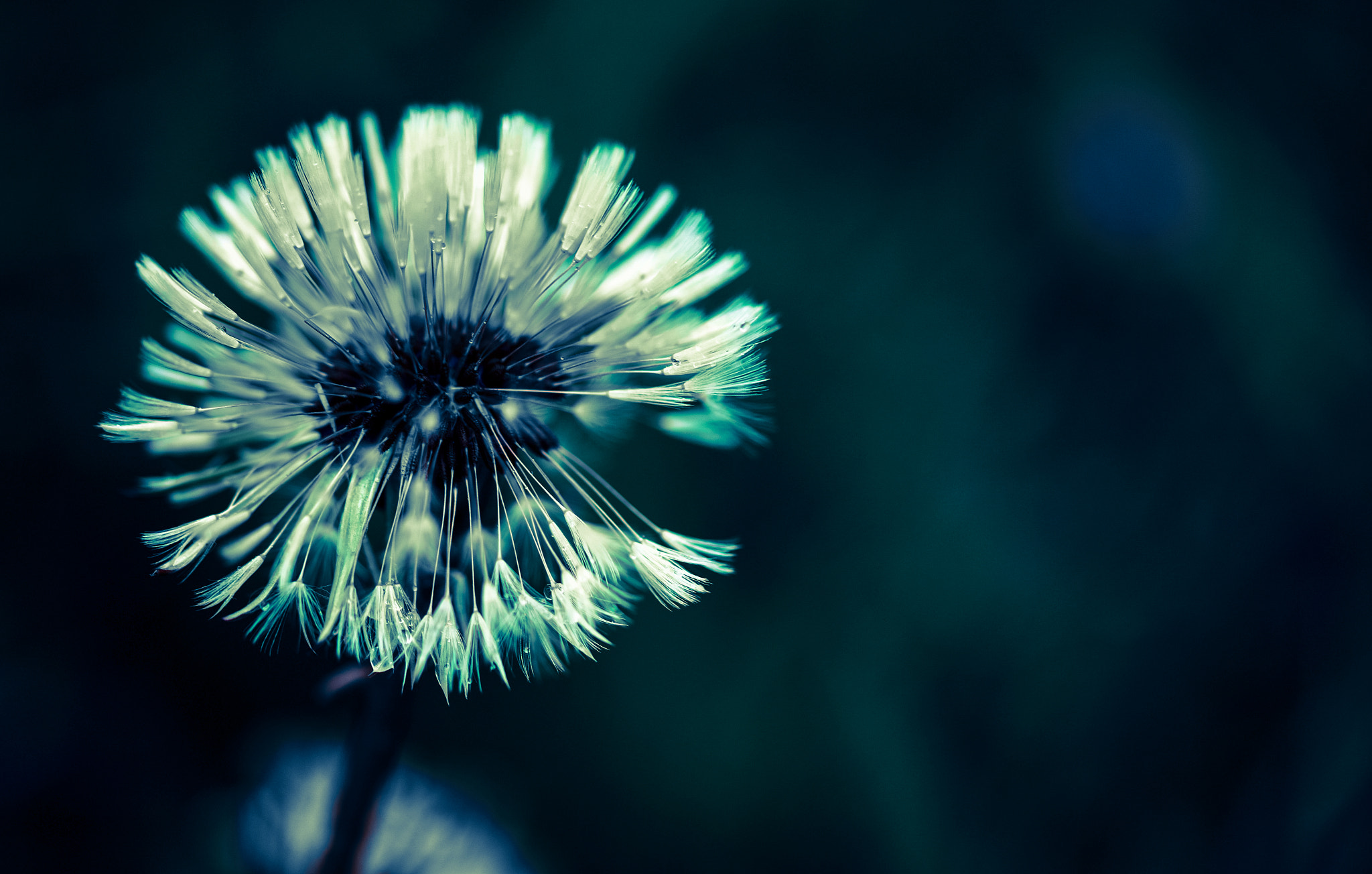 Sigma 105mm F2.8 EX DG OS HSM sample photo. Punk 2... photography