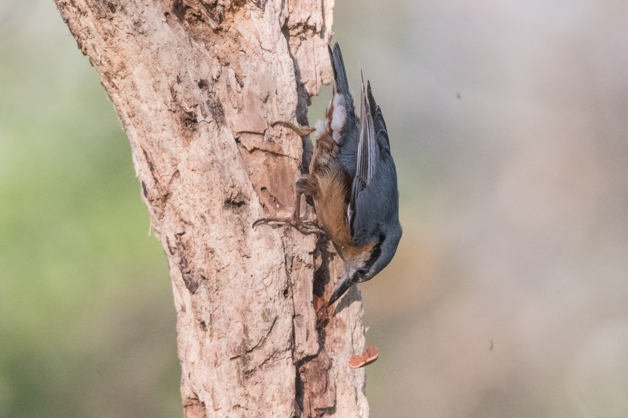 Nikon D500 + Sigma 150-600mm F5-6.3 DG OS HSM | S sample photo. Picchio muratore photography