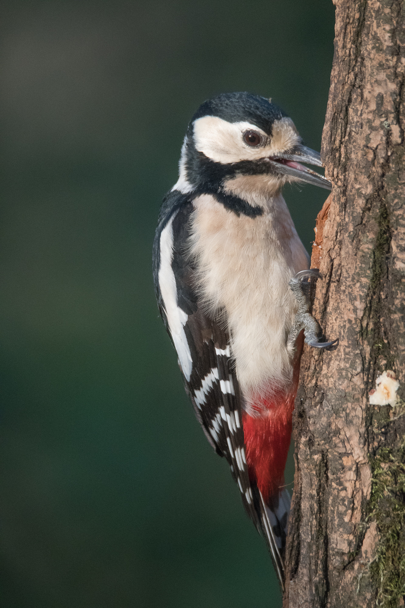 Sigma 150-600mm F5-6.3 DG OS HSM | S sample photo. Picchio rosso maggiore photography