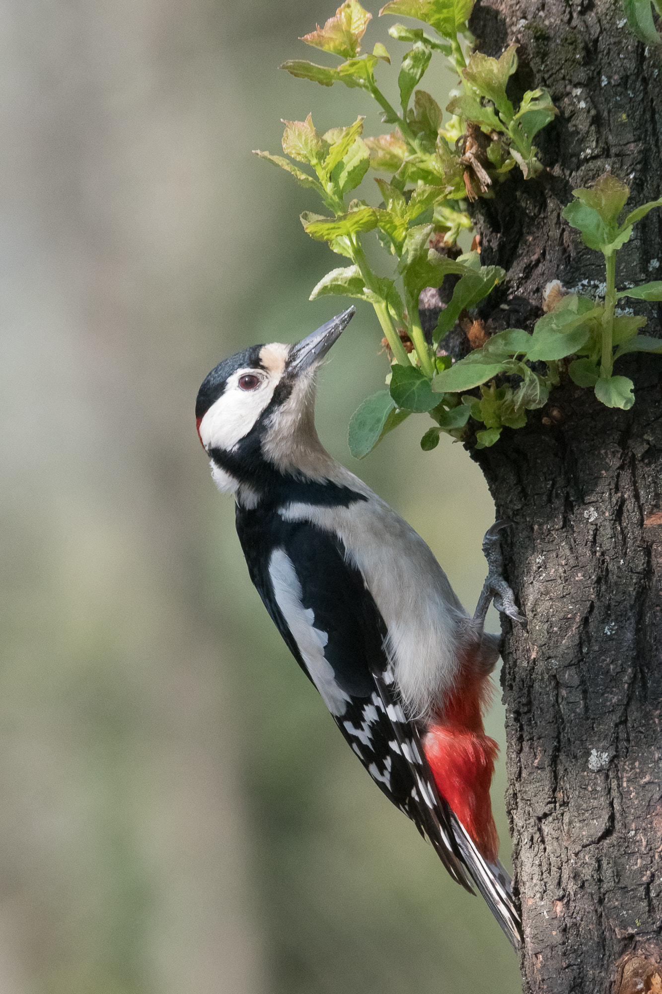 Nikon D500 + Sigma 150-600mm F5-6.3 DG OS HSM | S sample photo. Picchio rosso maggiore photography