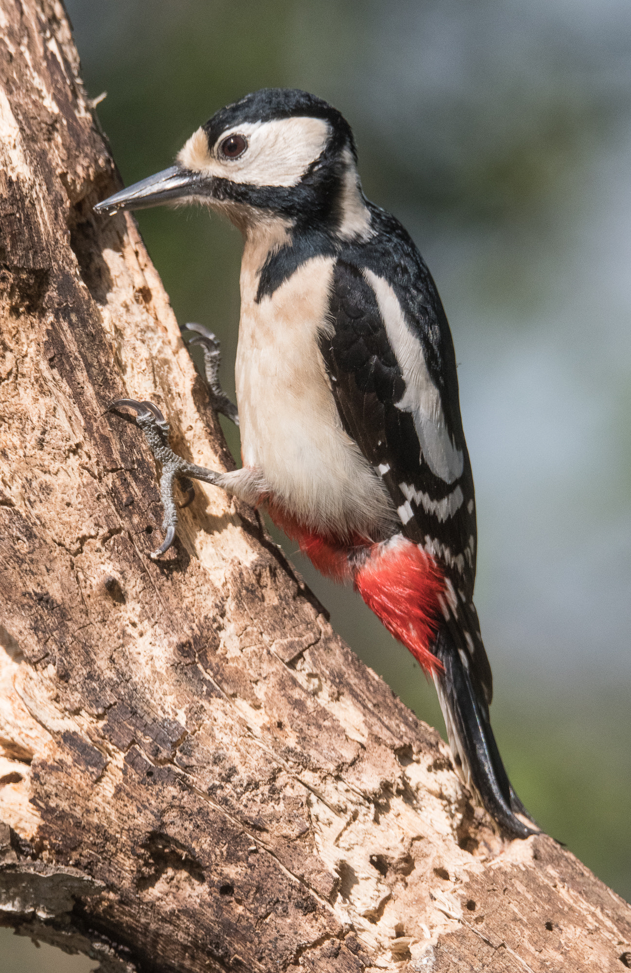 Sigma 150-600mm F5-6.3 DG OS HSM | S sample photo. Picchio rosso maggiore photography