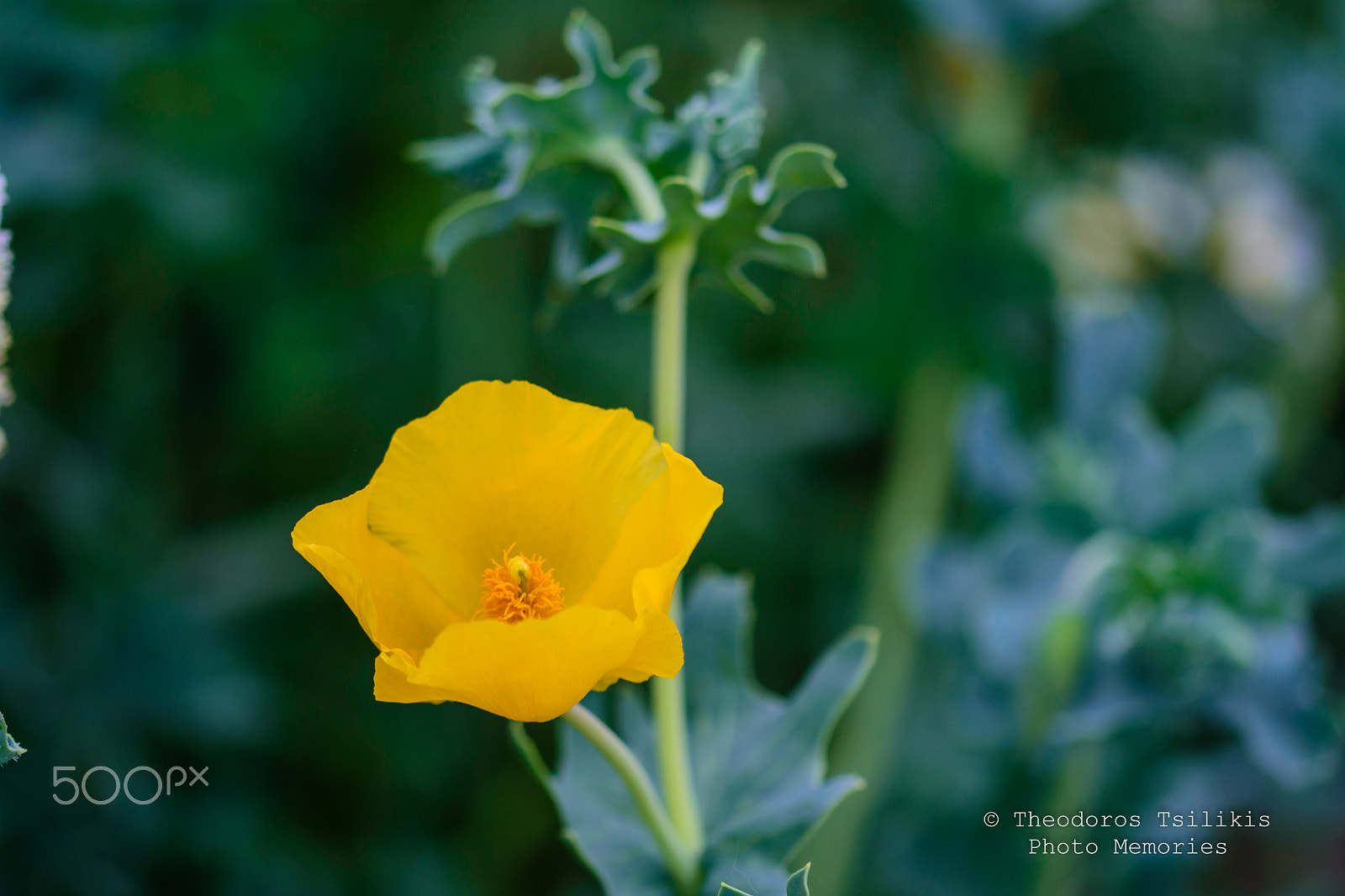 Sigma 105mm F2.8 EX DG OS HSM sample photo. Yellow poppy photography