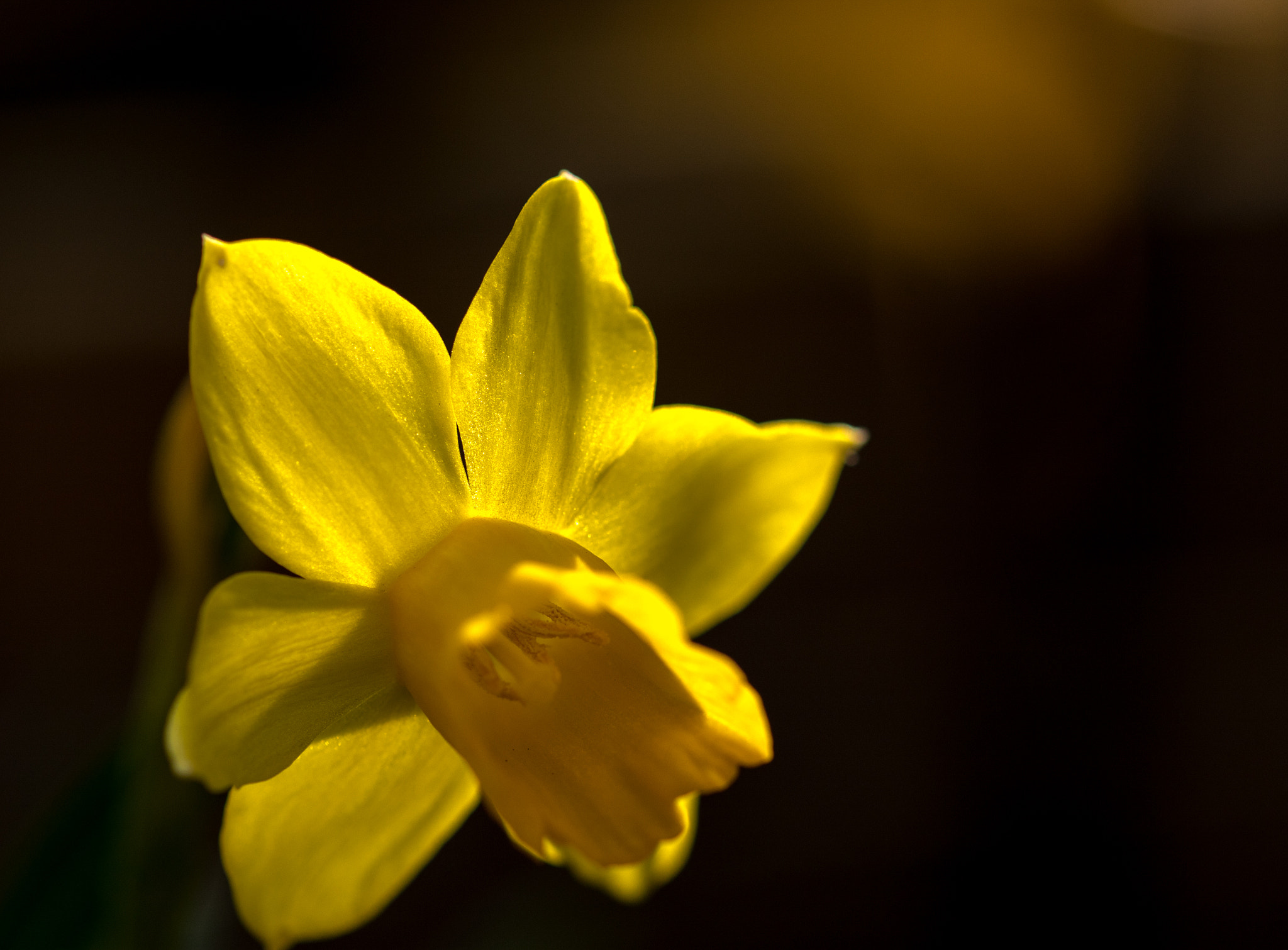 Sigma 105mm F2.8 EX DG OS HSM sample photo. Yellow near photography