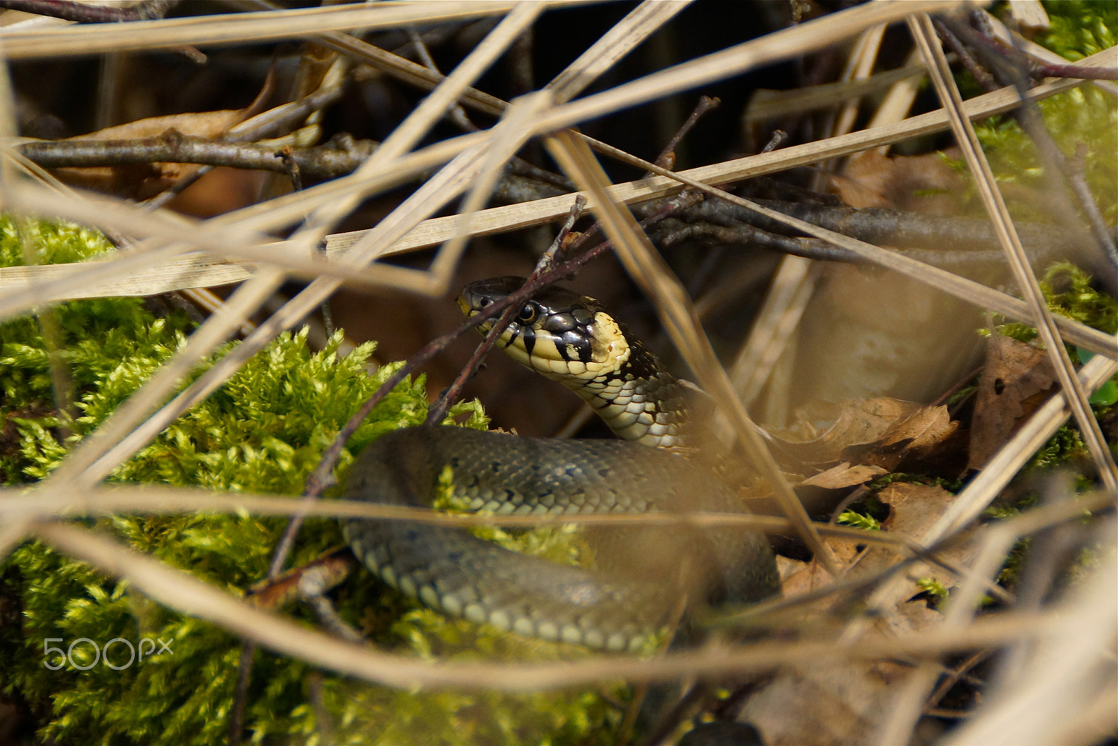 Sony SLT-A65 (SLT-A65V) sample photo. Germany, linum viii - rhinluch iv, snake photography