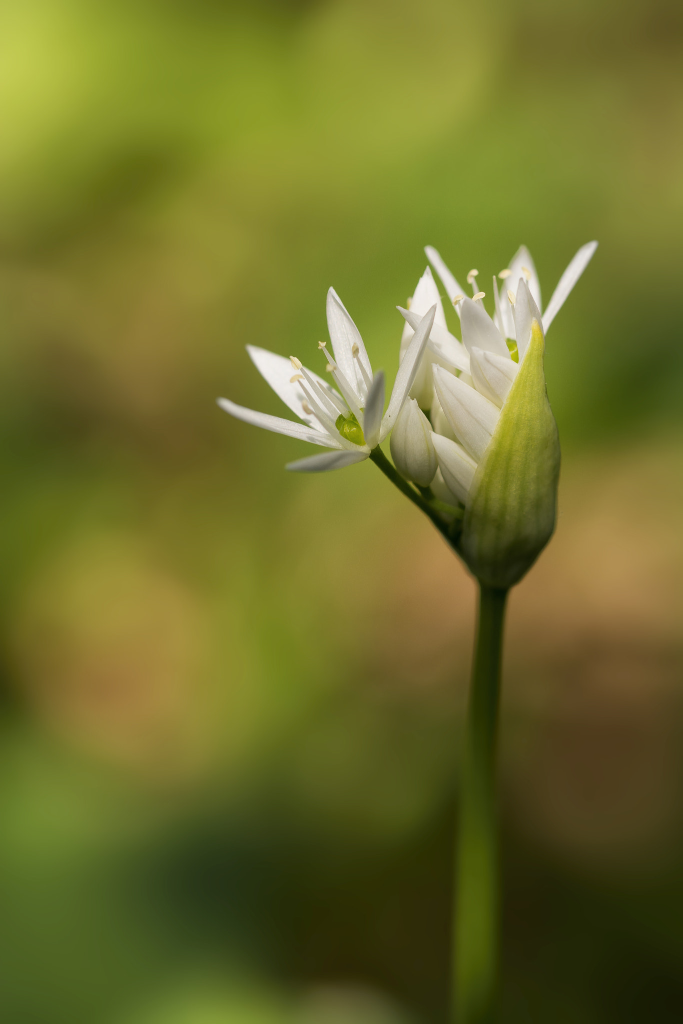 Sigma 105mm F2.8 EX DG OS HSM sample photo. Allium ursinum photography