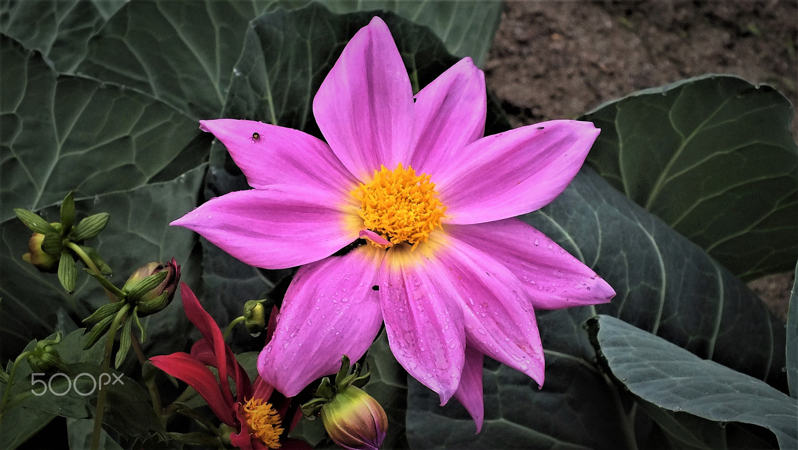 Fujifilm FinePix HS28EXR sample photo. Single pink dahlia photography