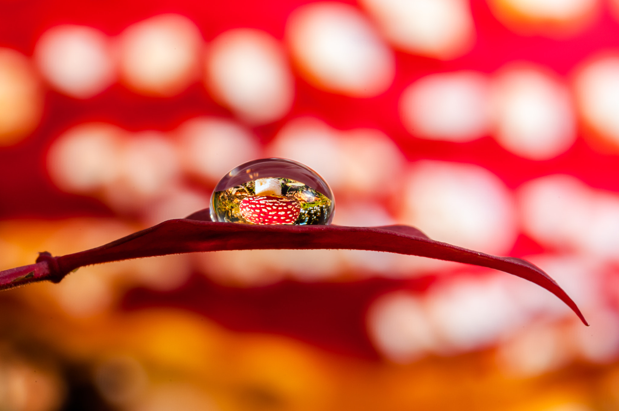 Sigma 105mm F2.8 EX DG OS HSM sample photo. Drops & flowers macro nikon d300s photography