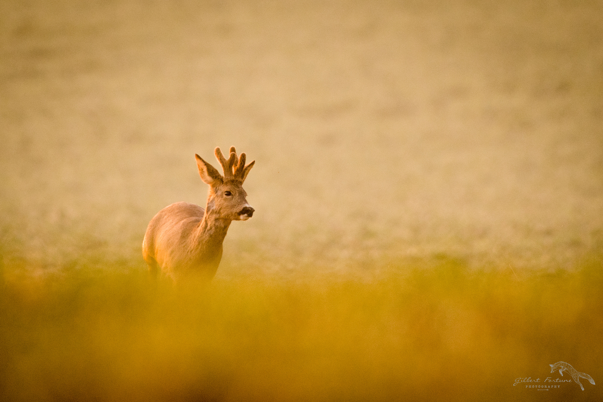 Nikon D5 + Nikon AF-S Nikkor 300mm F2.8G ED VR II sample photo. Comme sur un nuage! photography