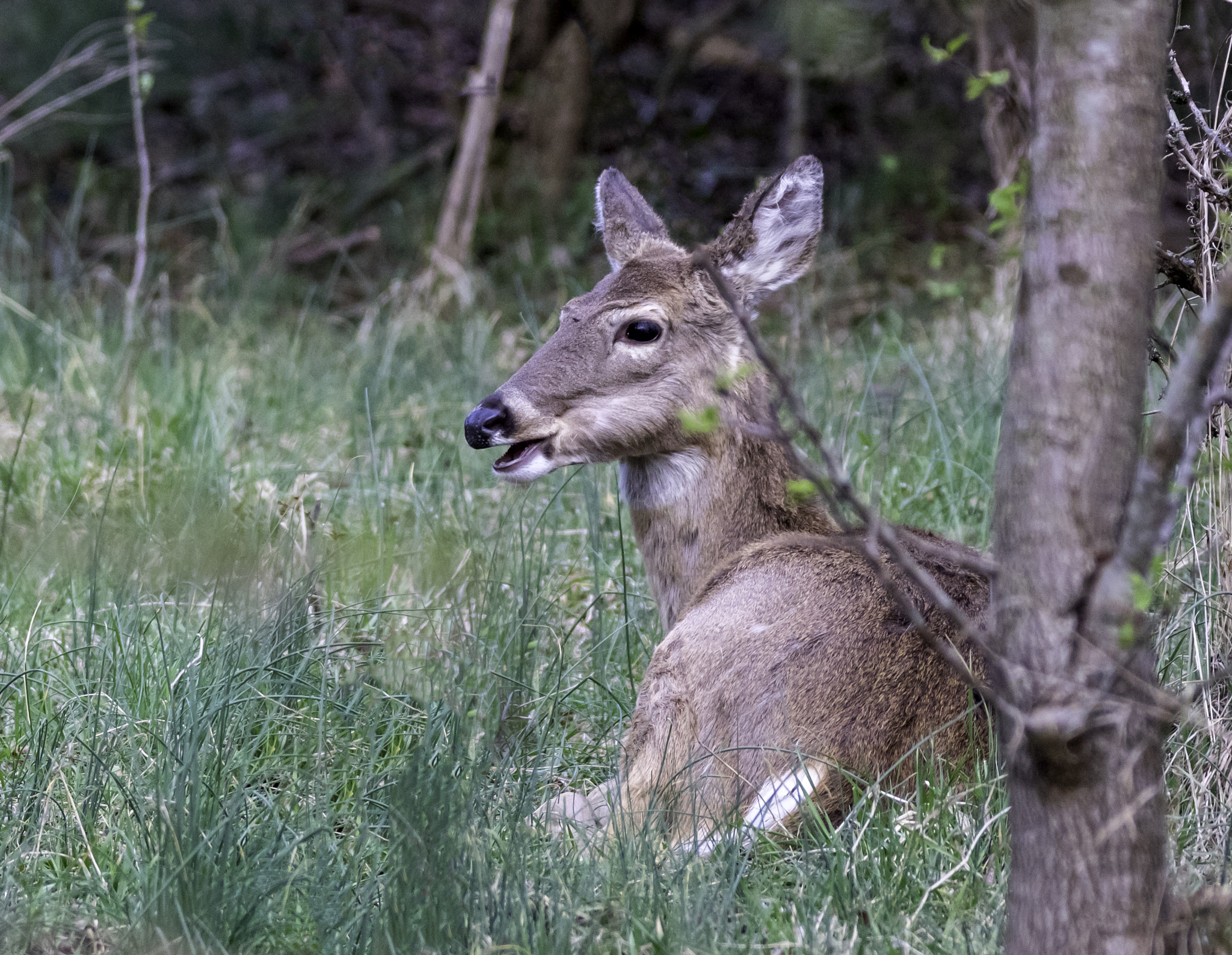 Canon EOS 750D (EOS Rebel T6i / EOS Kiss X8i) sample photo. Deer relaxing photography