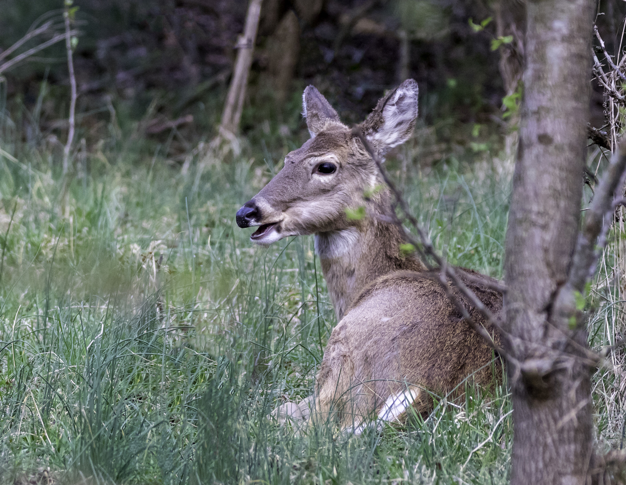 150-600mm F5-6.3 DG OS HSM | Contemporary 015 sample photo. Deer relaxing photography