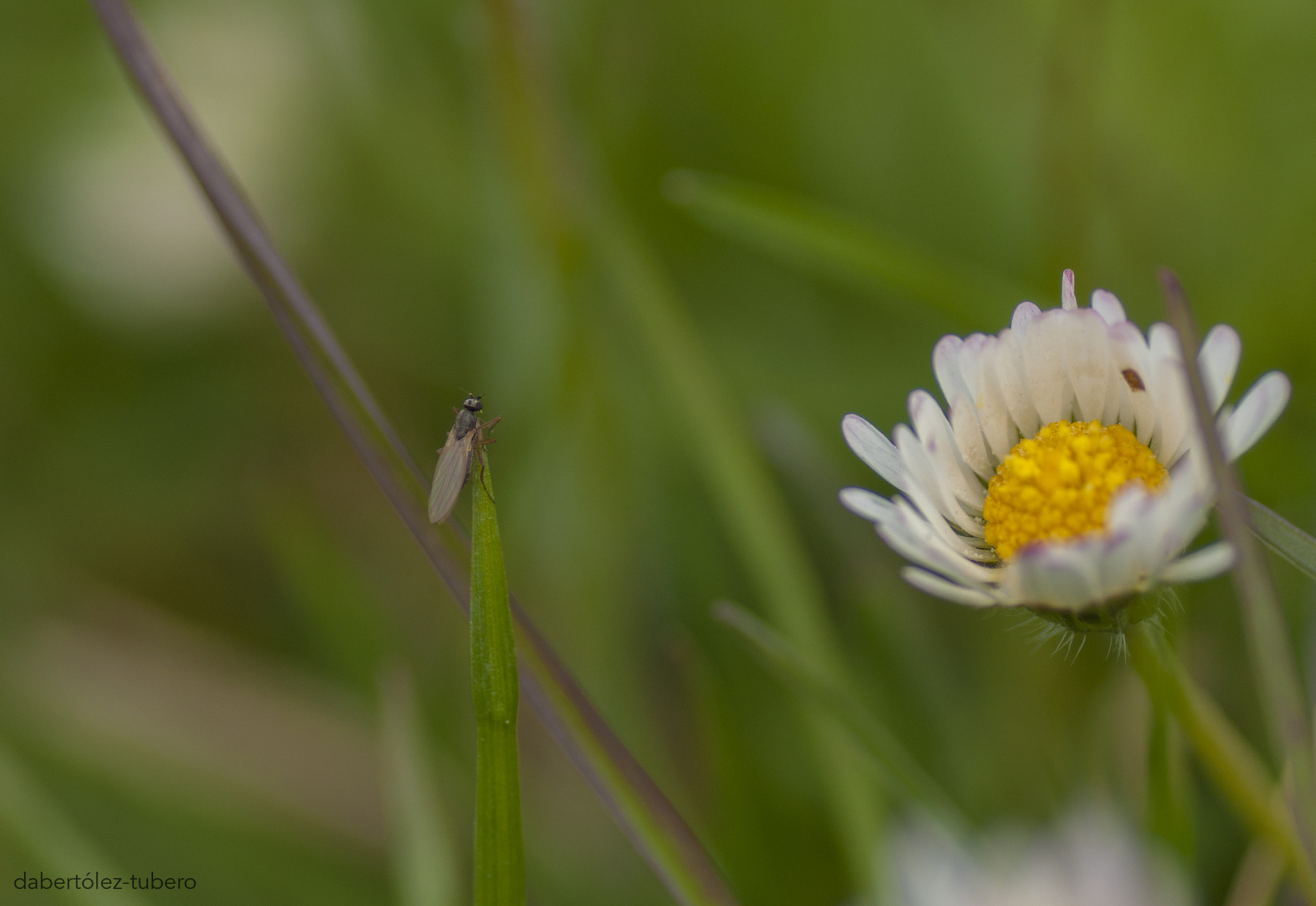 Nikon D90 sample photo. Al asalto de la flor photography