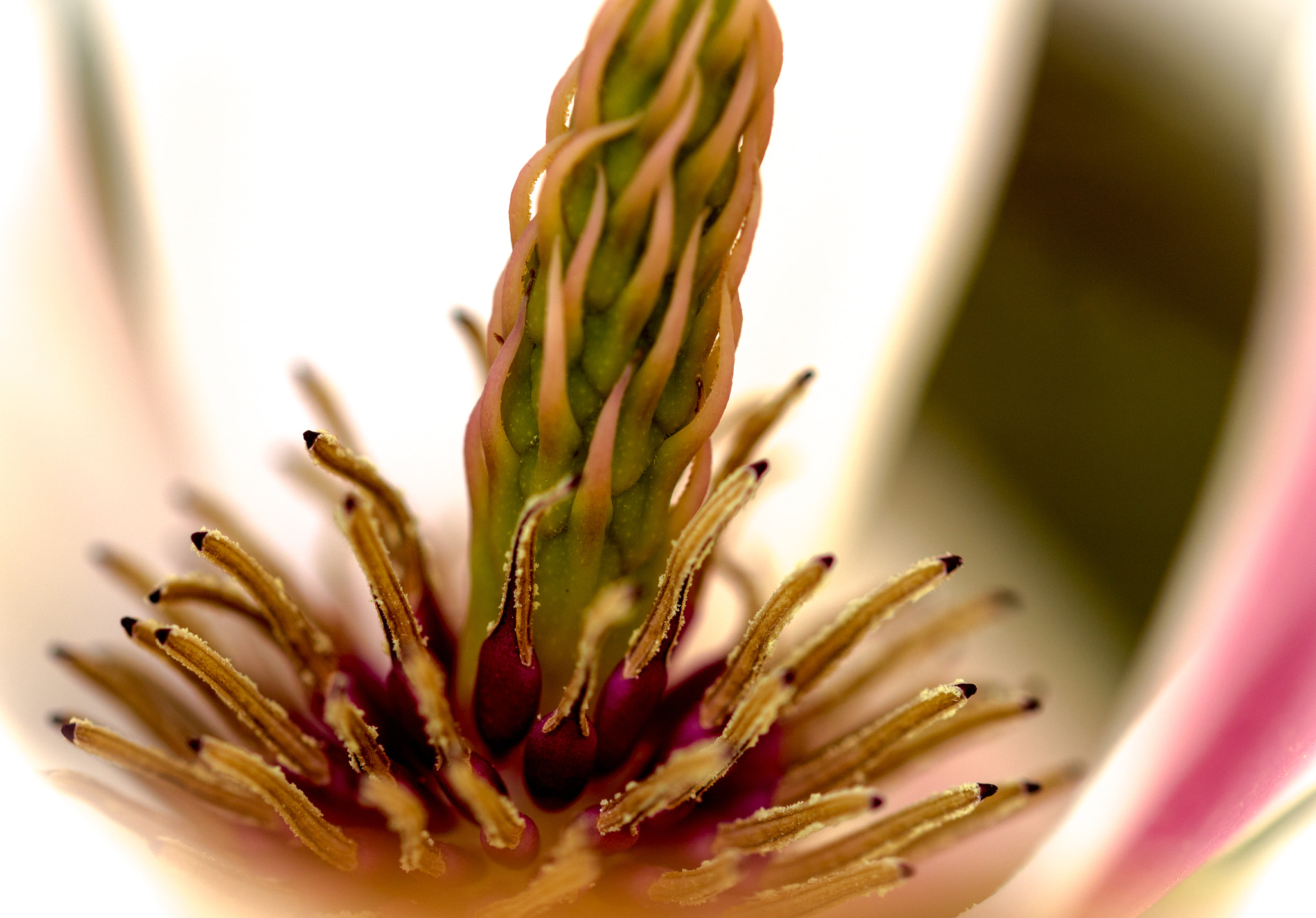 Sigma 105mm F2.8 EX DG OS HSM sample photo. Inside magnolia photography
