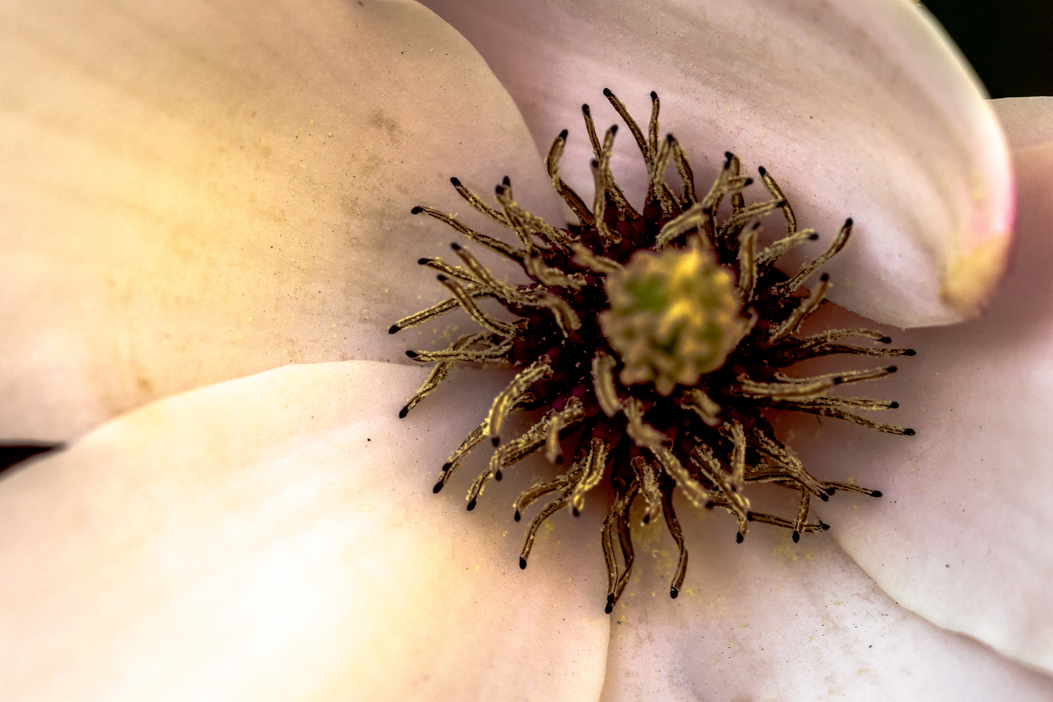 Sigma 105mm F2.8 EX DG OS HSM sample photo. View on flower photography