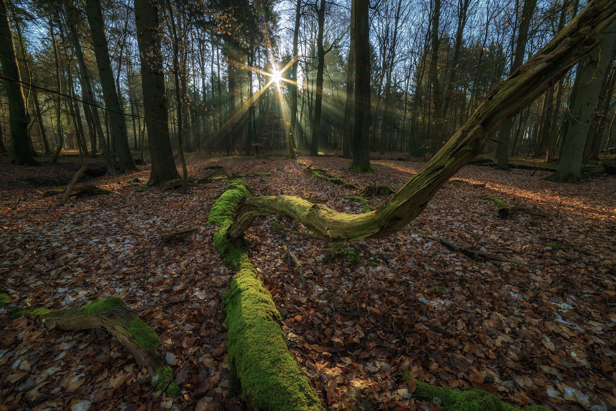 Samyang 14mm F2.8 ED AS IF UMC sample photo. - the circle of life - photography